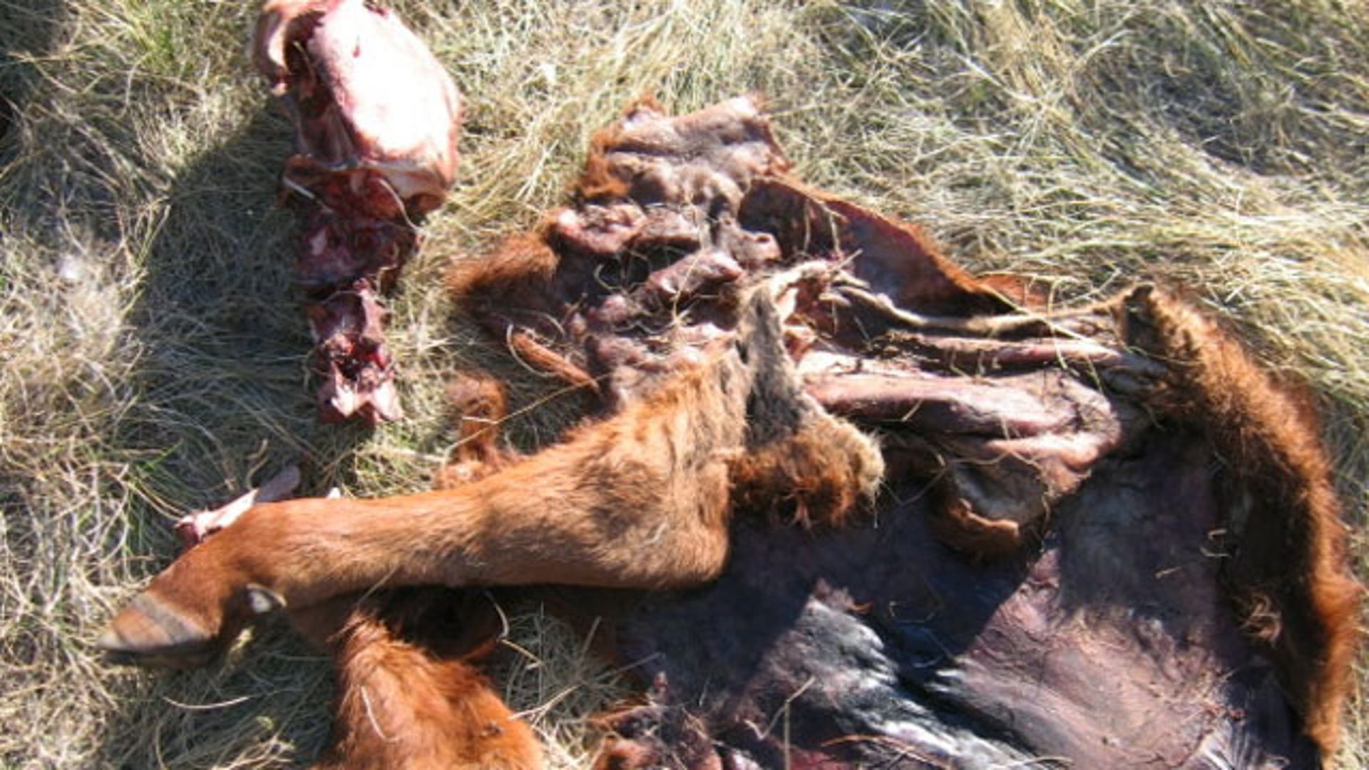 Calf Parts