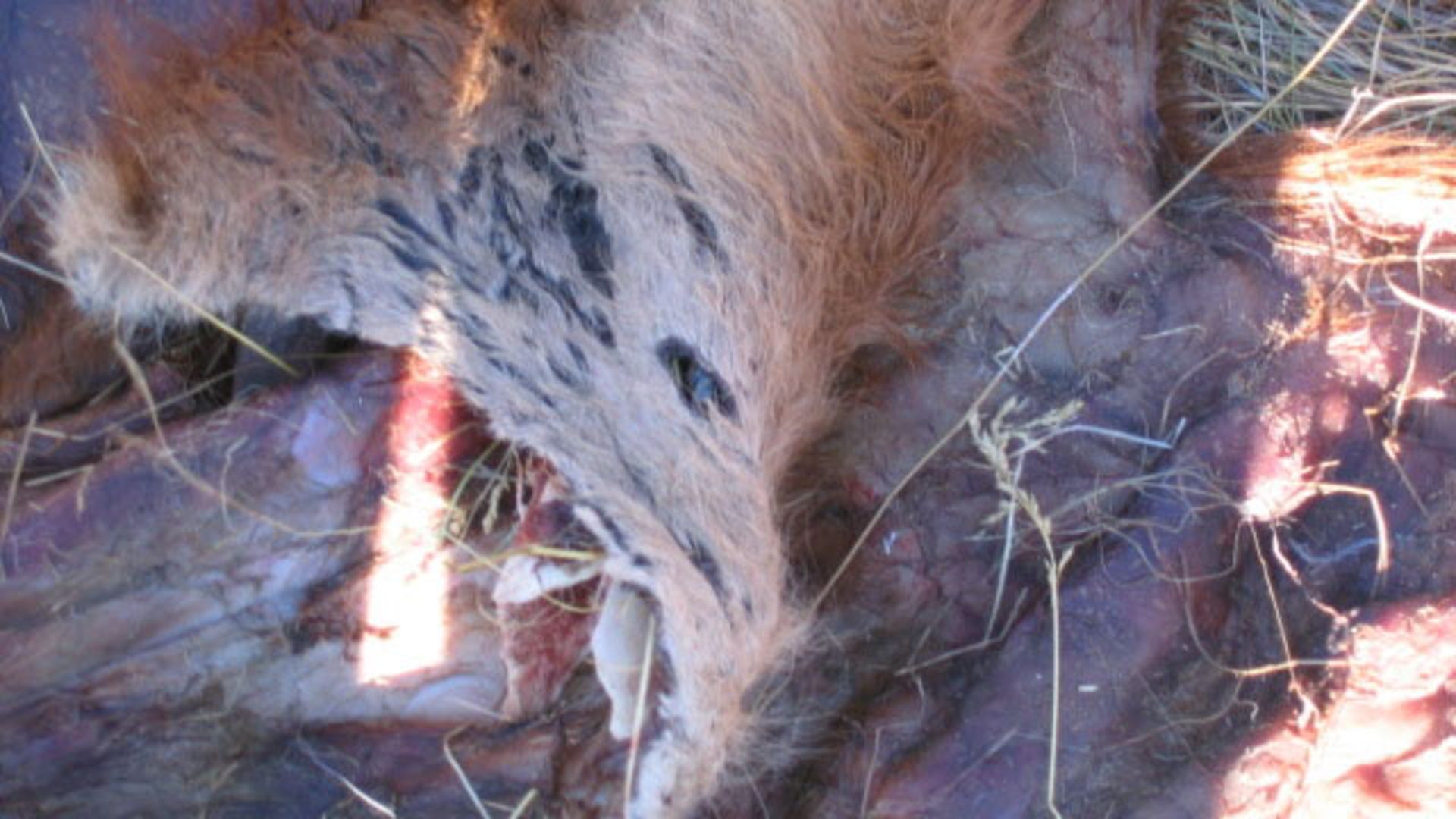 Calf Head