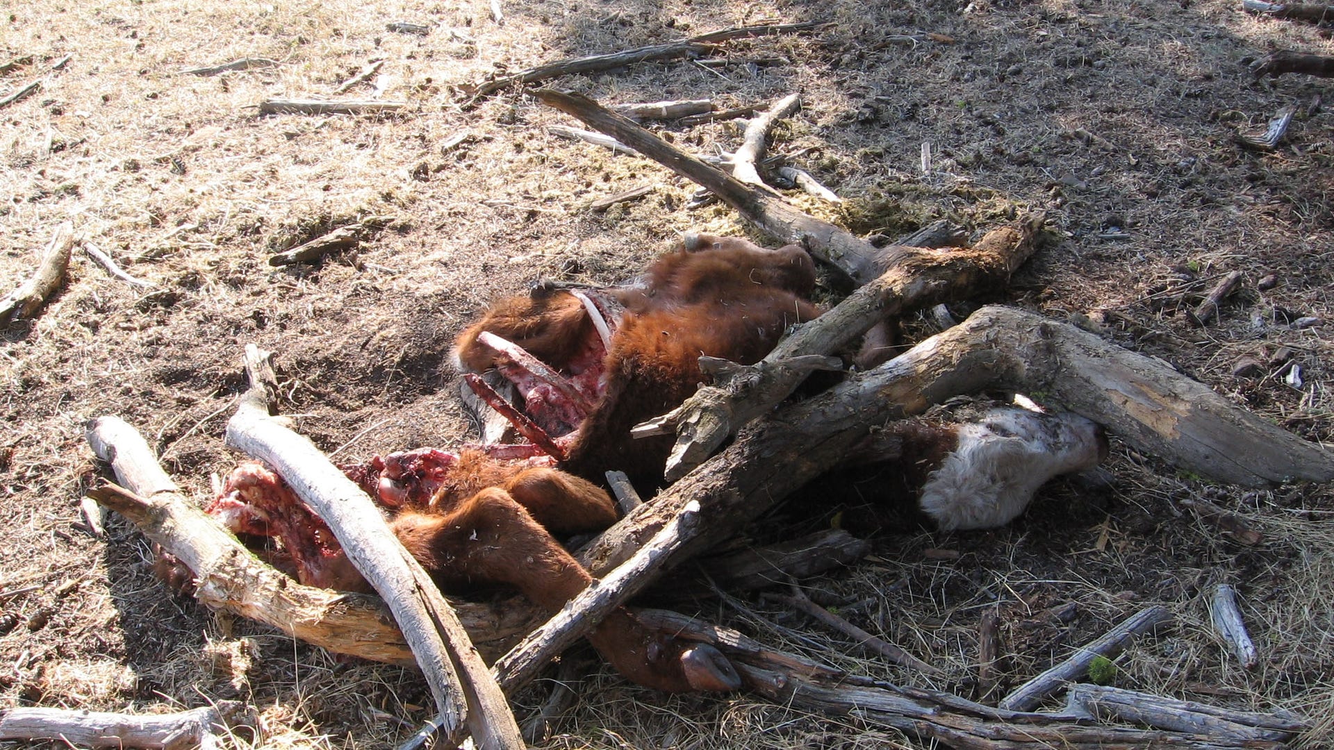 Cattle Remains