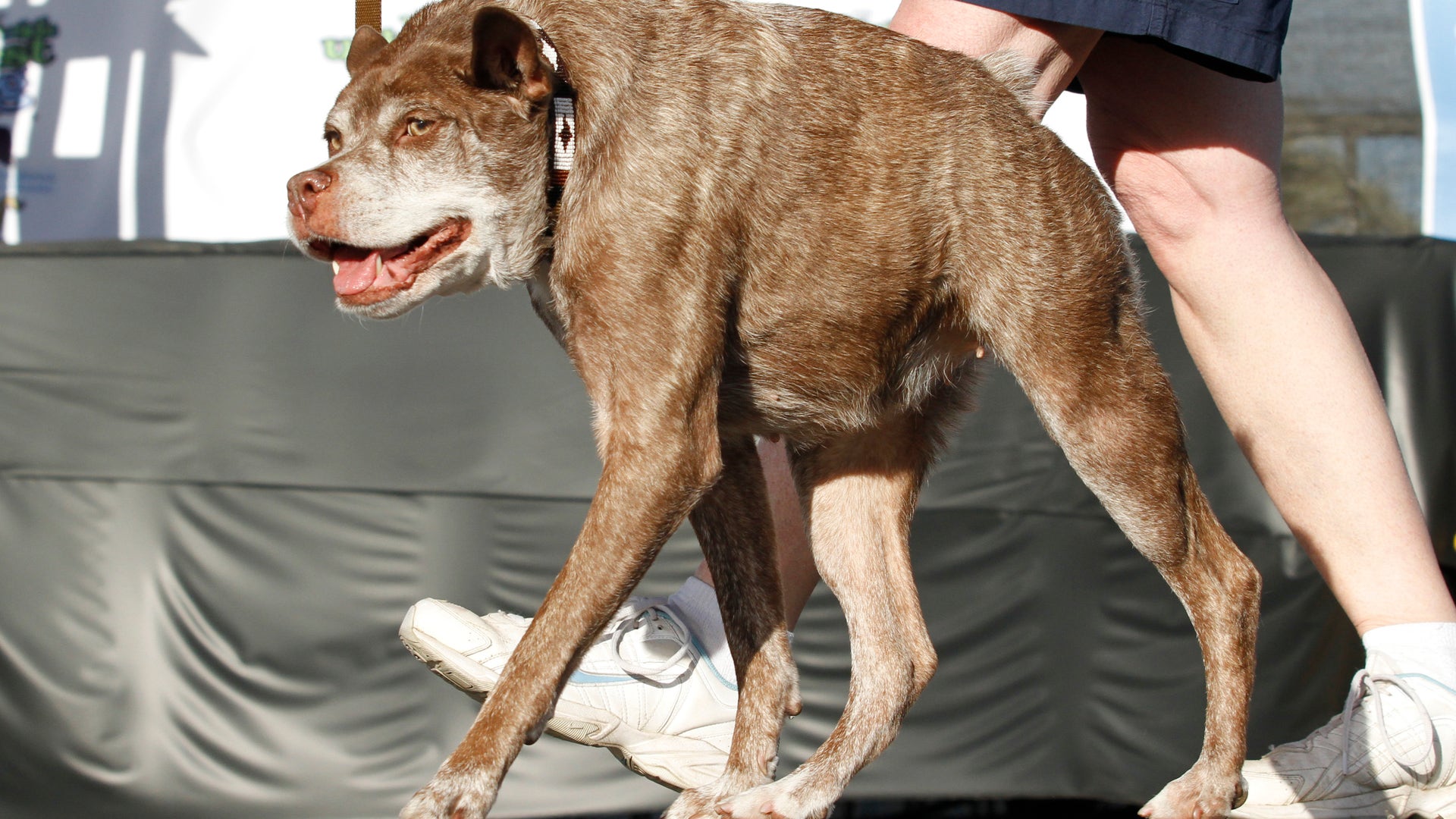 Whoapos;s An Ugly Doggy? These Pooches Have The Pedigree To Prove It Fox News