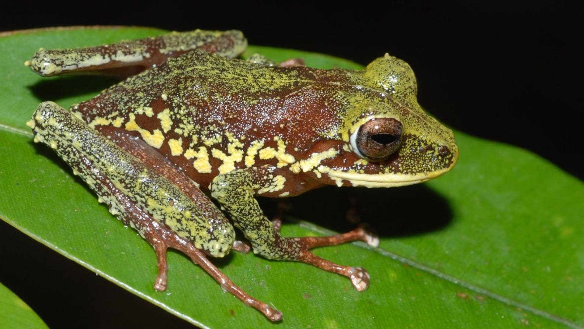 Yellow_Spotted_Frog