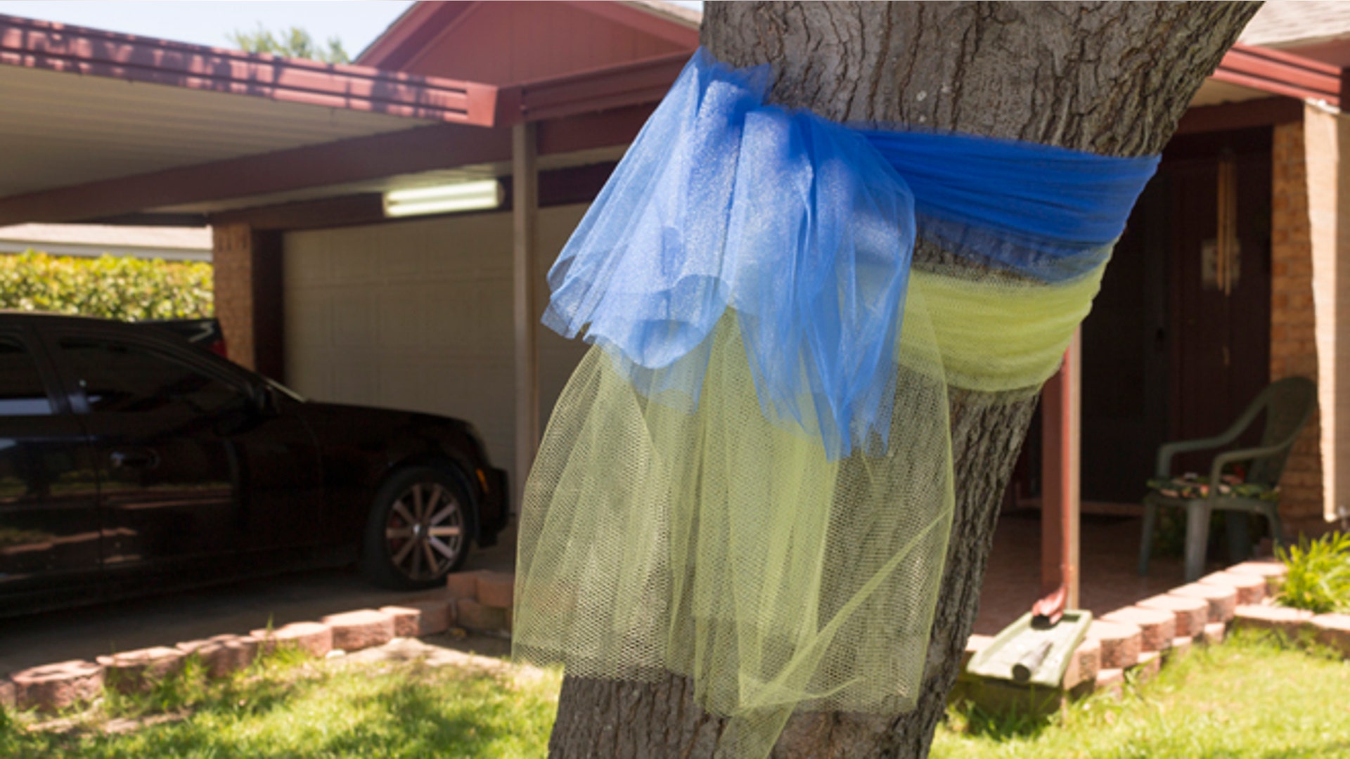 Zamarripa_tree_ribbon