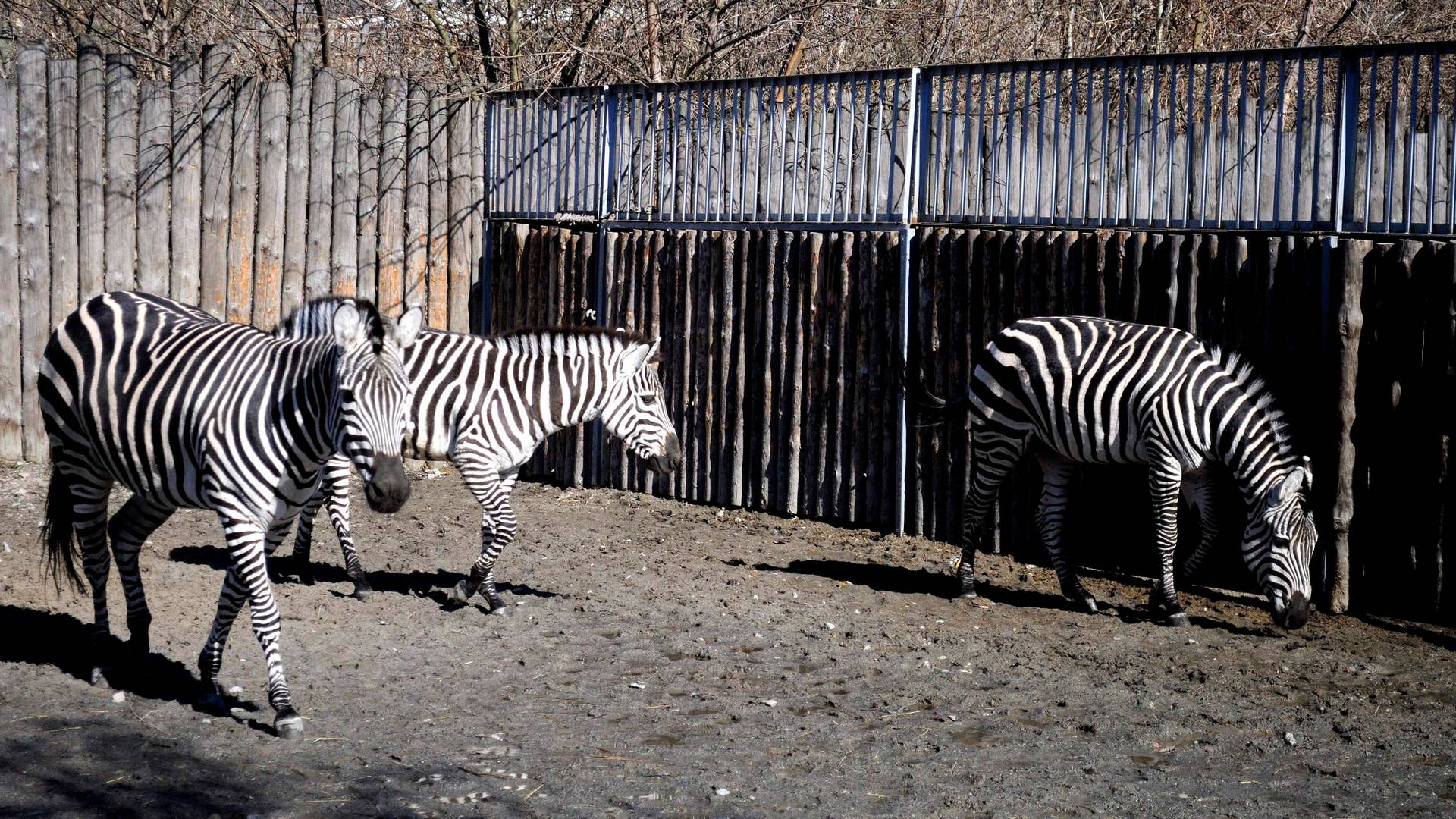 Zebras_walk_in_zoological_garden