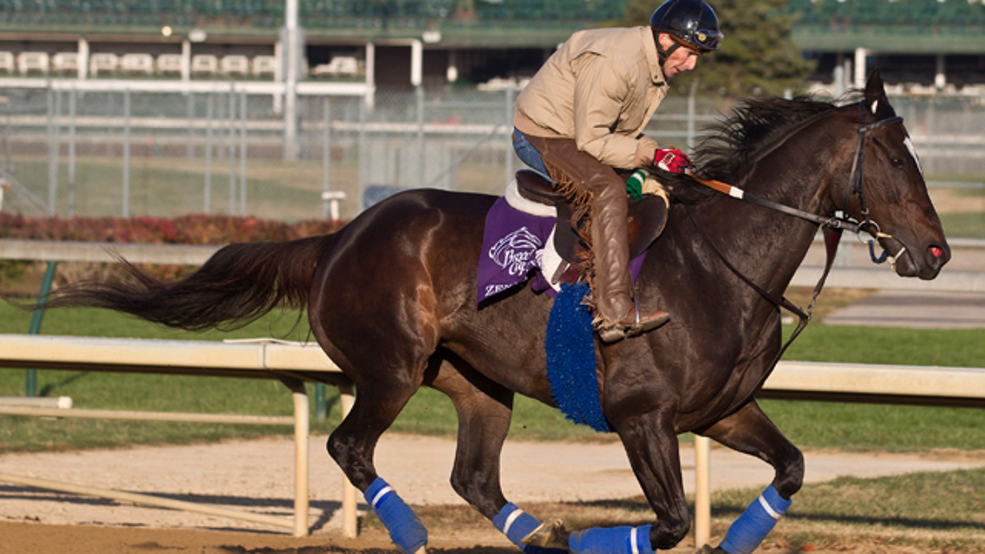 Zenyatta Shows Off Her Great Stride