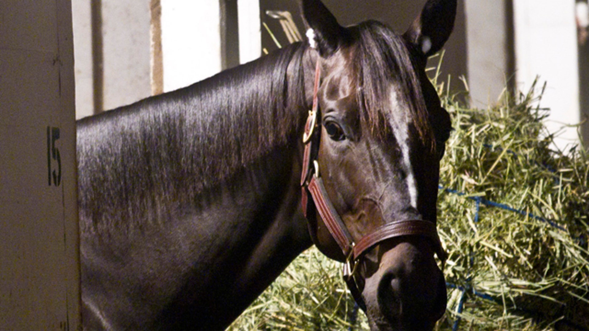 Zenyatta Puts Her Game Face On