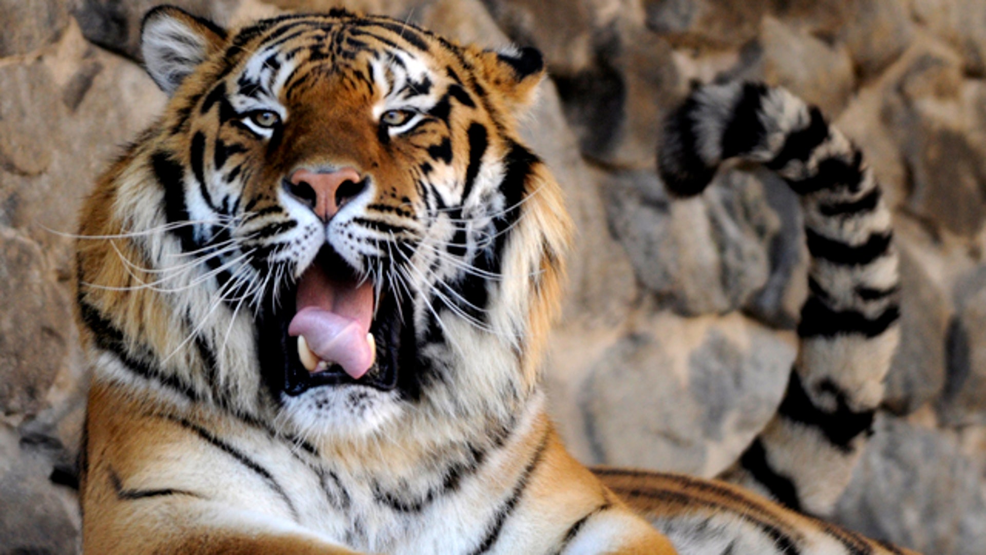 Shocking Animal Deaths at Kiev Zoo | Fox News, image size:1920x1080