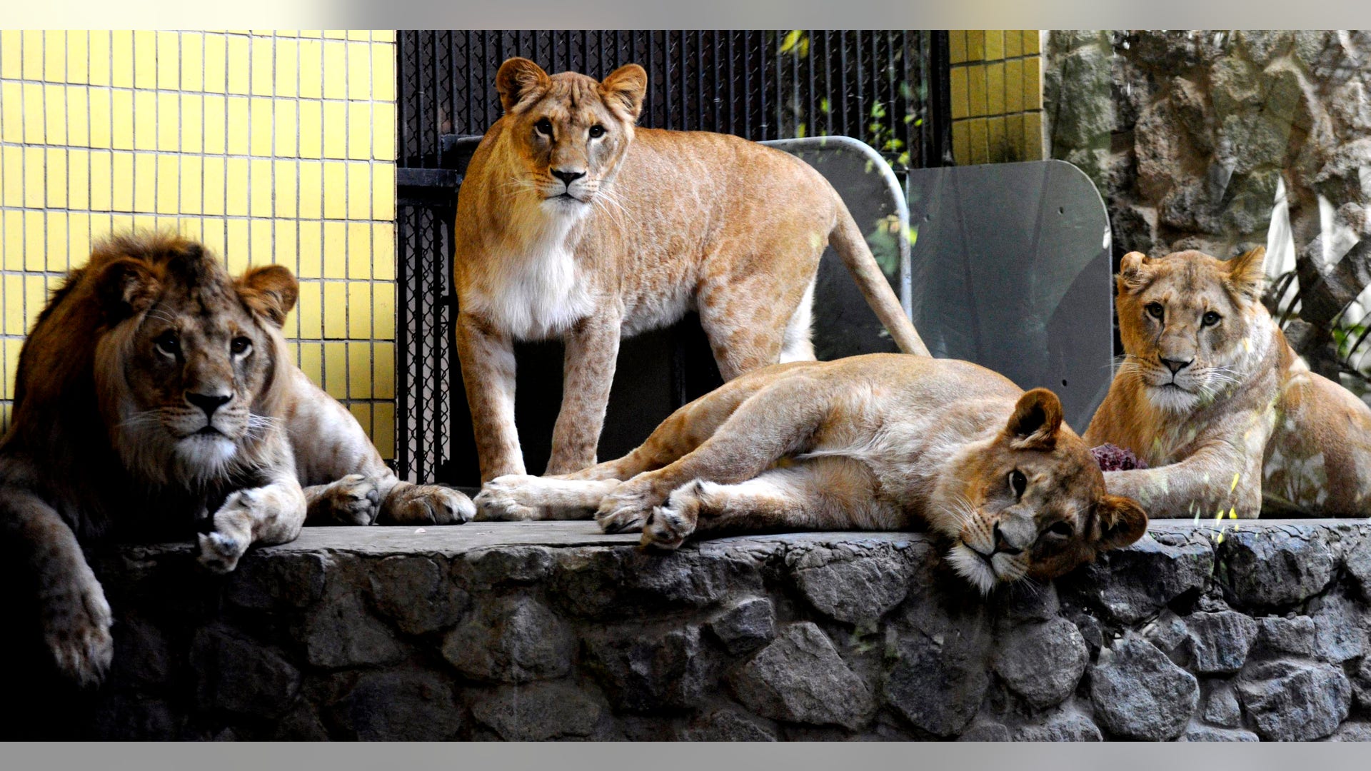 a_pride_of_lions_seen_in_the_zoological_garden_in_Kiev