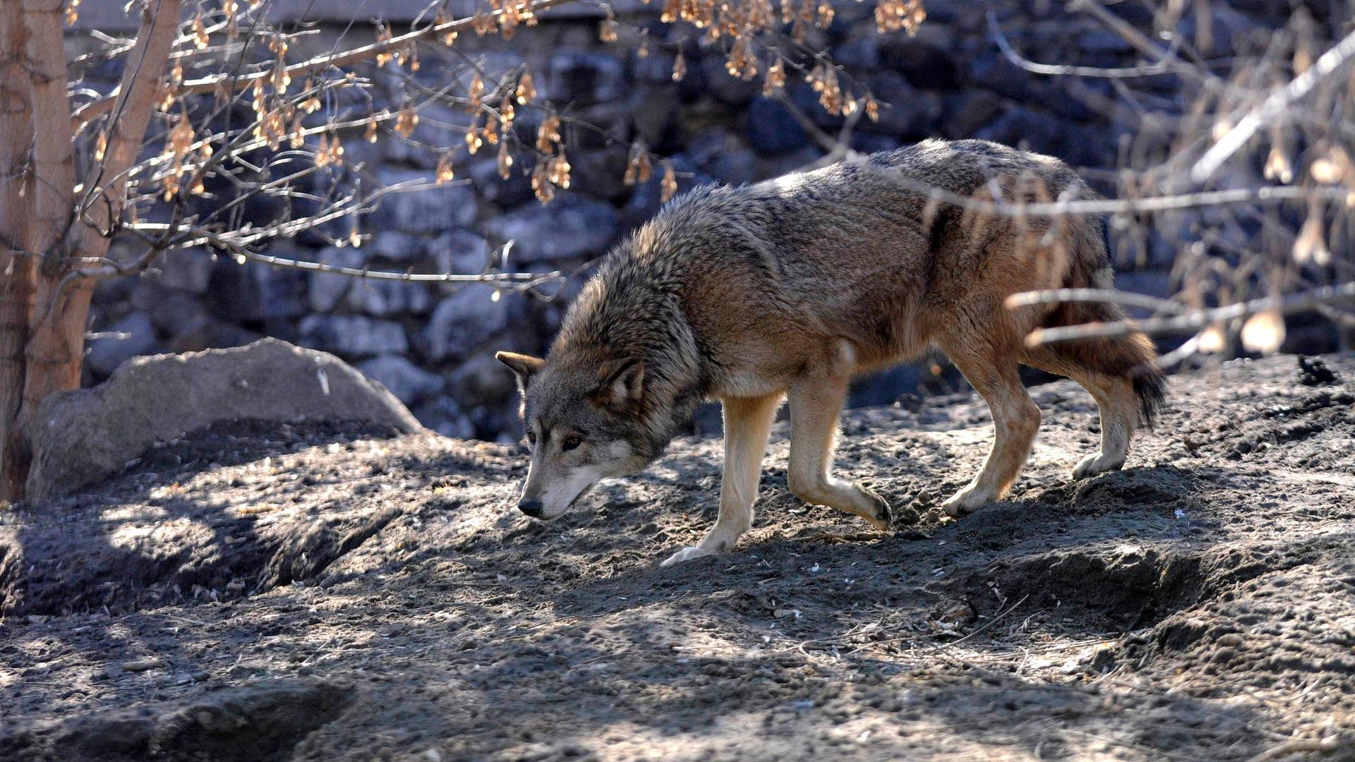 a_wolf_walks_in_its_enclosure_in_the_zoological_garden