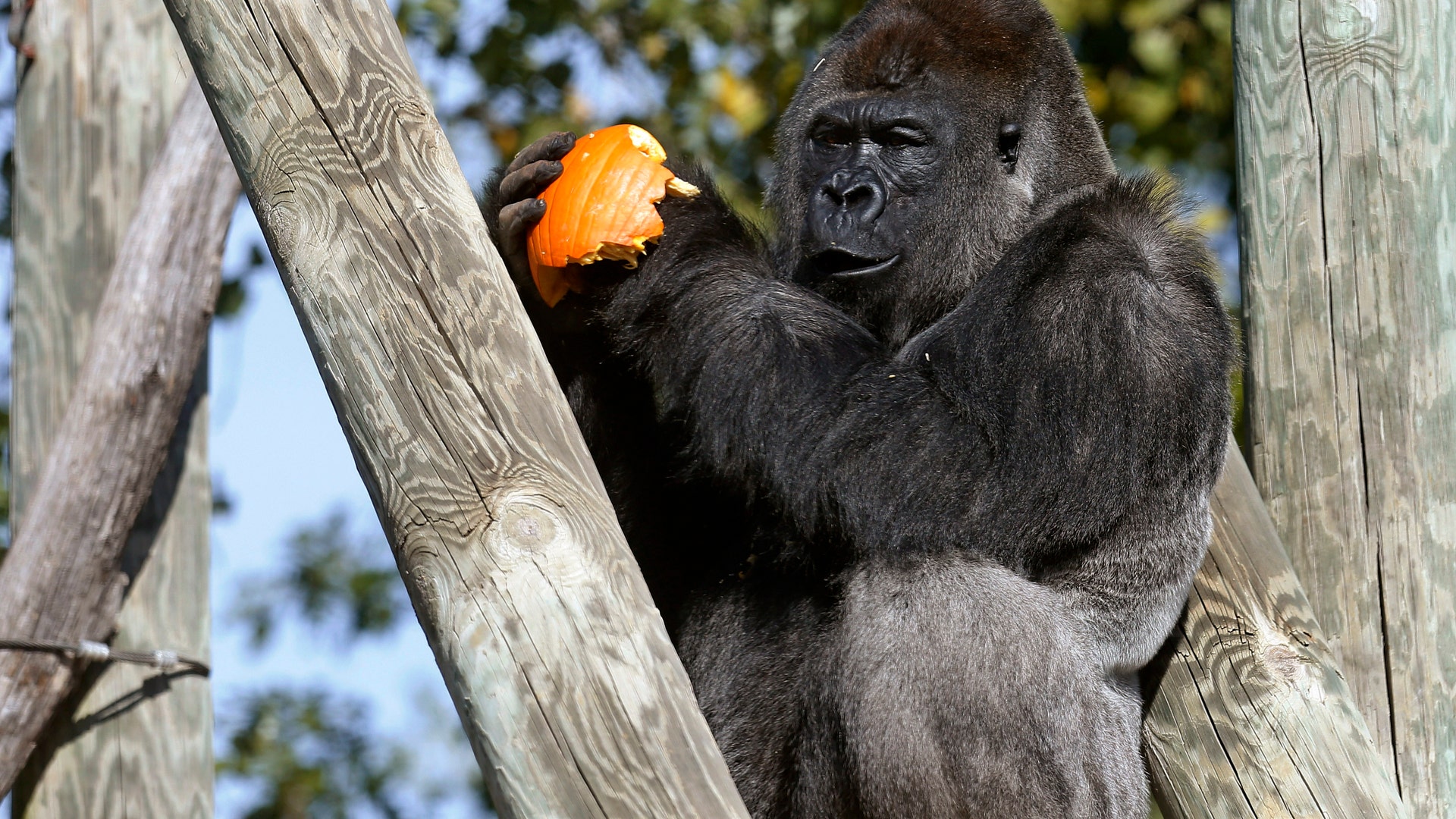 Halloween_at_the_zoo_3