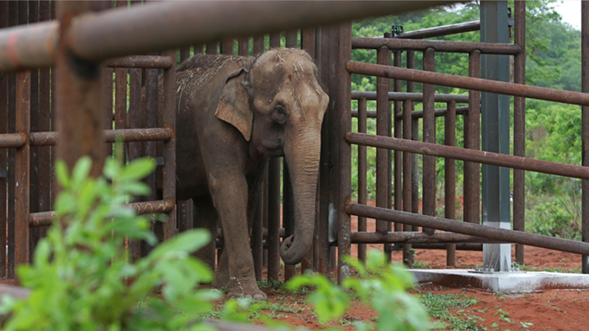 Brazil_elephant_sanctuary_top2