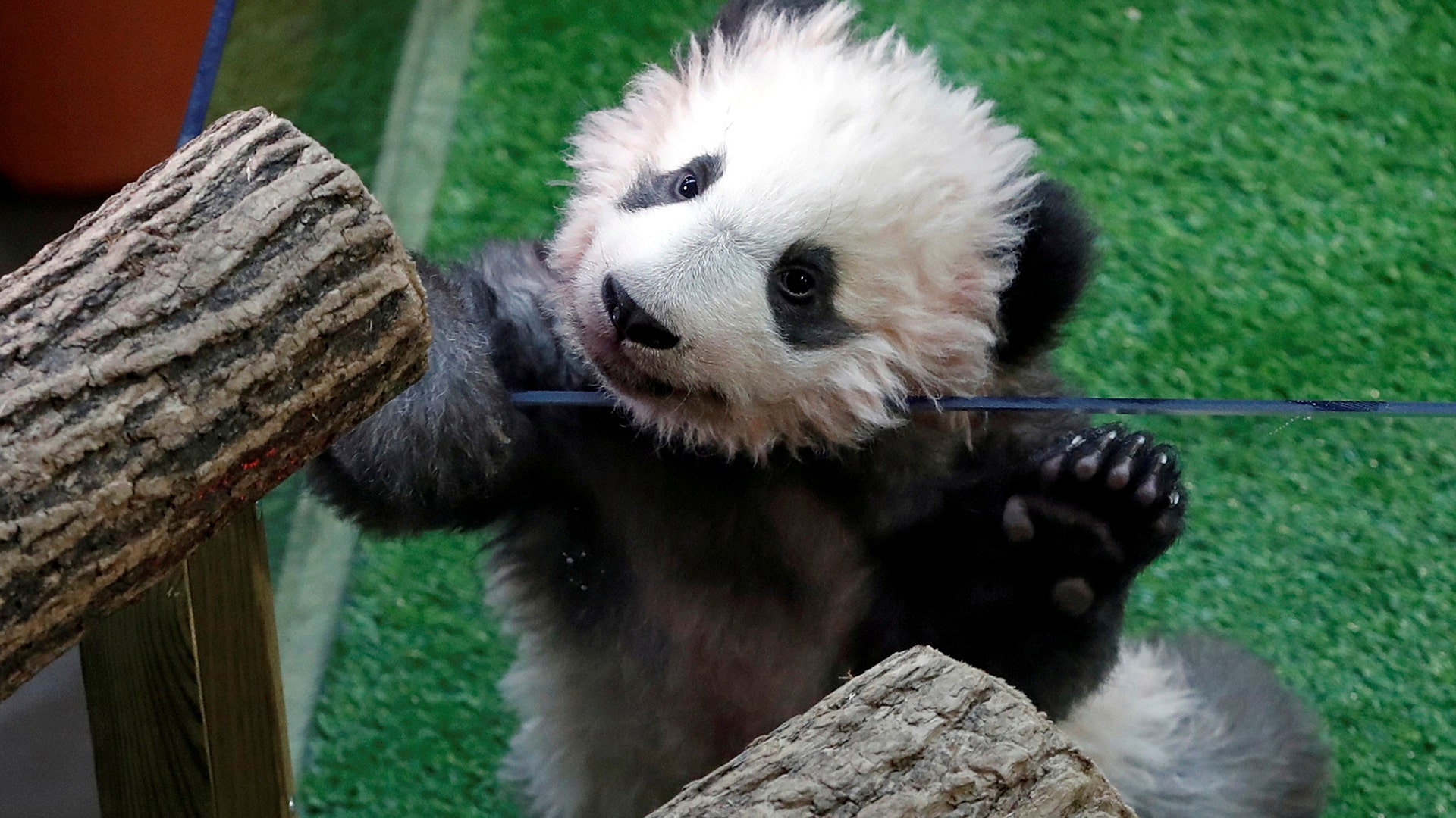 Yuan Meng, a four-month-old baby panda, inside his enclosure at the Beauval zoo in Saint-Aignan-sur-Cher, France, December 4, 2017