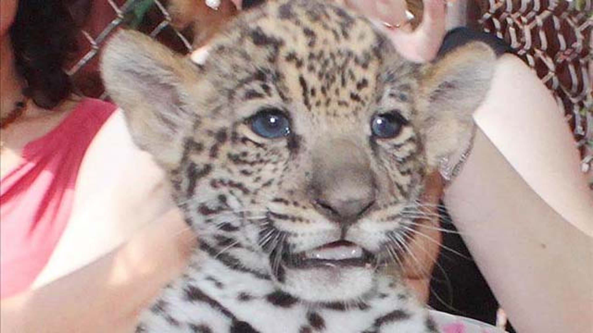 jaguar_zoologico_centenario