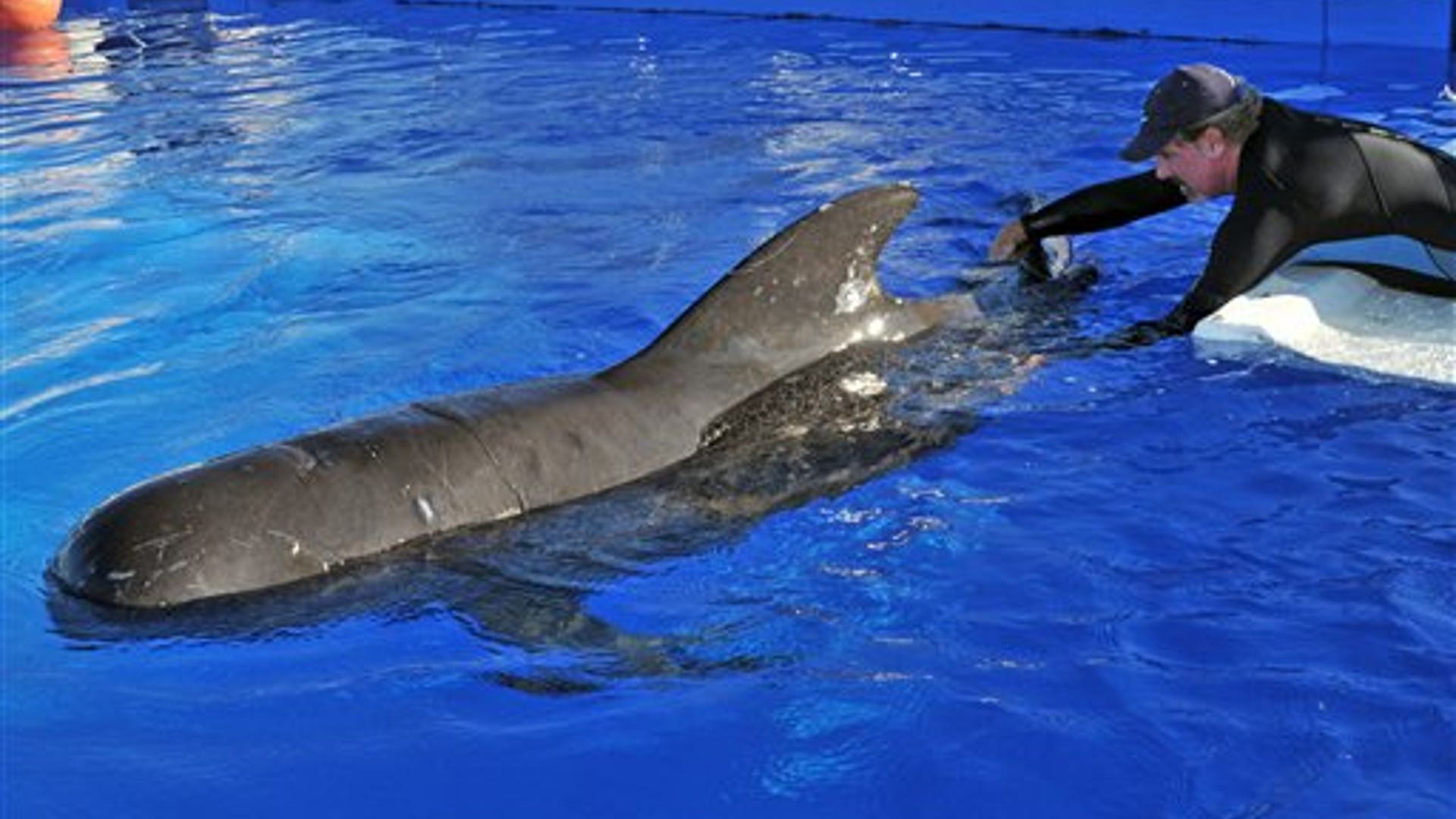 Stranded Pilot Whale