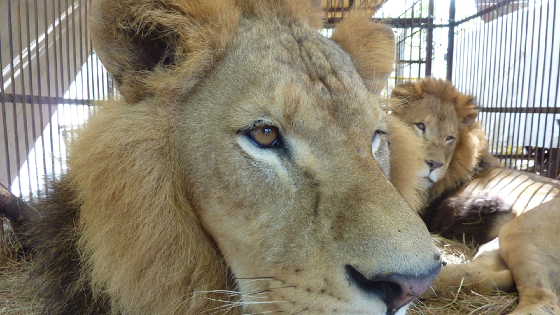 Bolivia Lions Two.jpg