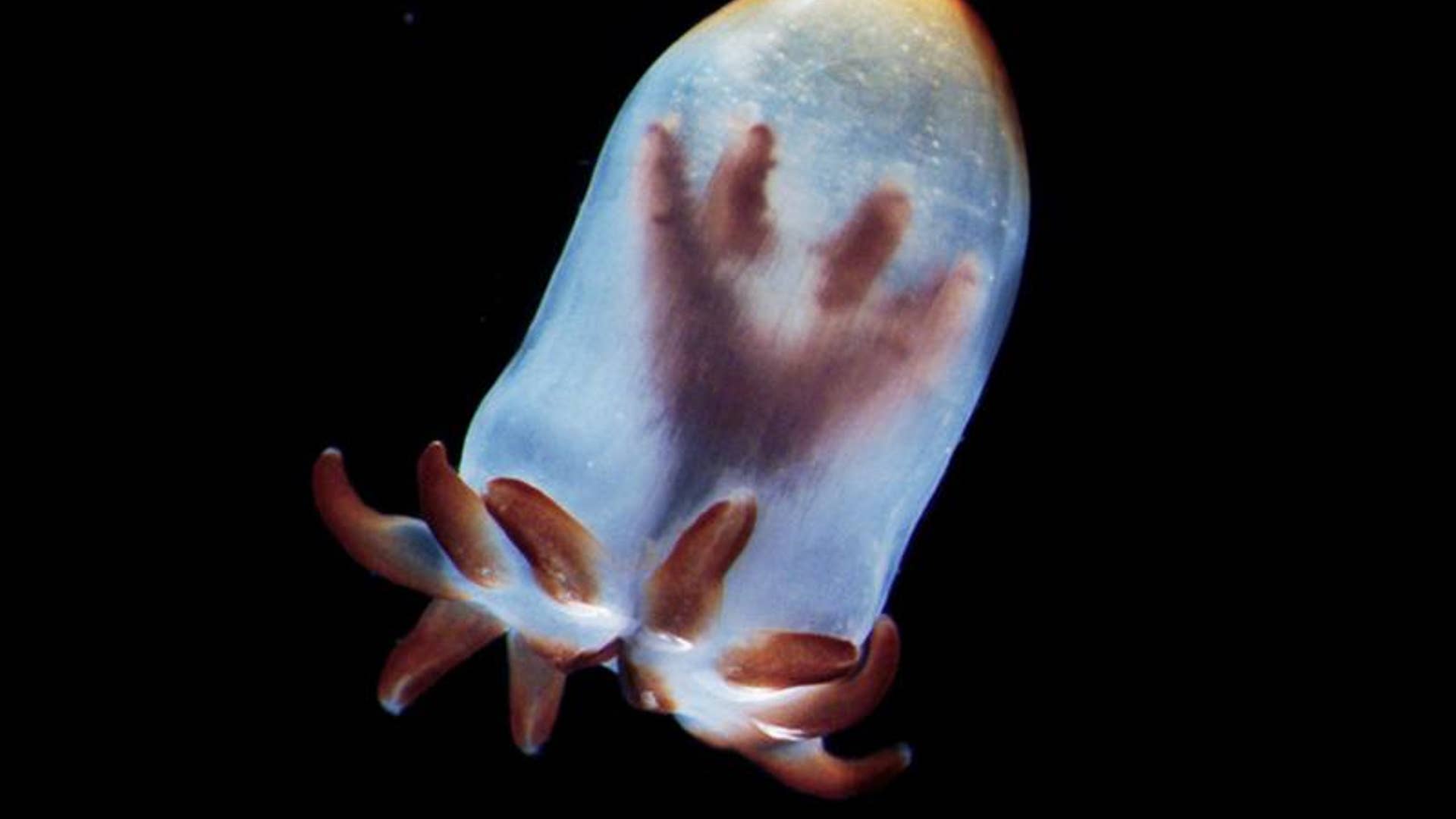 Smiling_Tube_Anemone