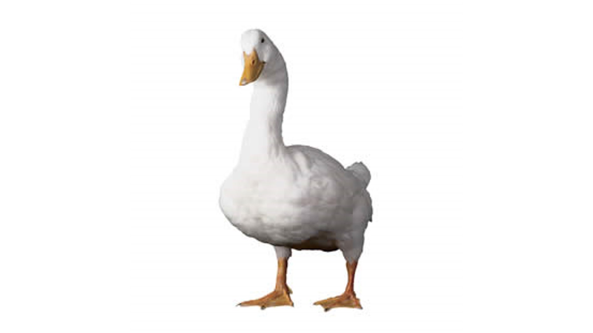 The Aflac Duck