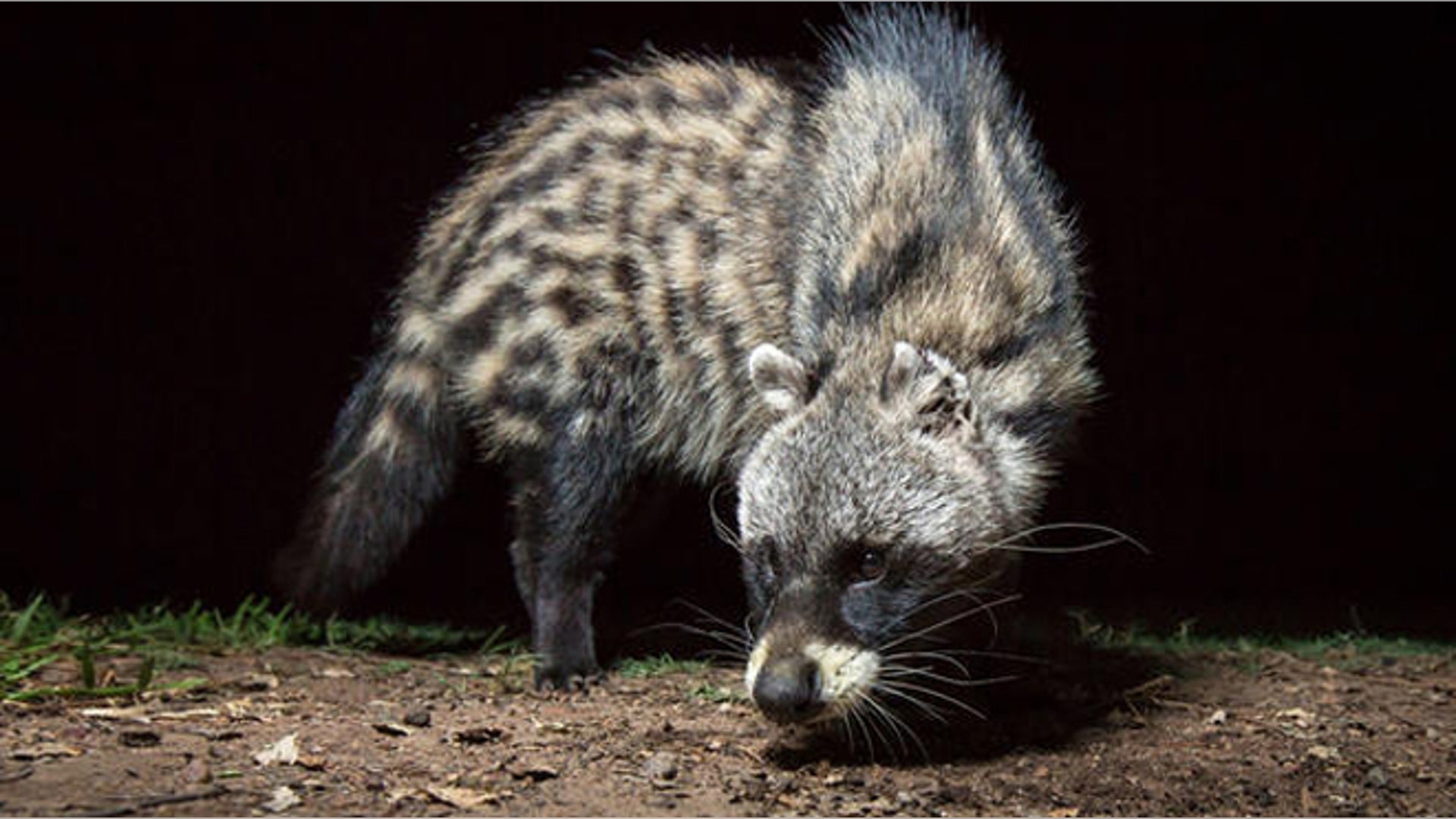 African Civet by Will Burrard-Lucas (Adult Winner)