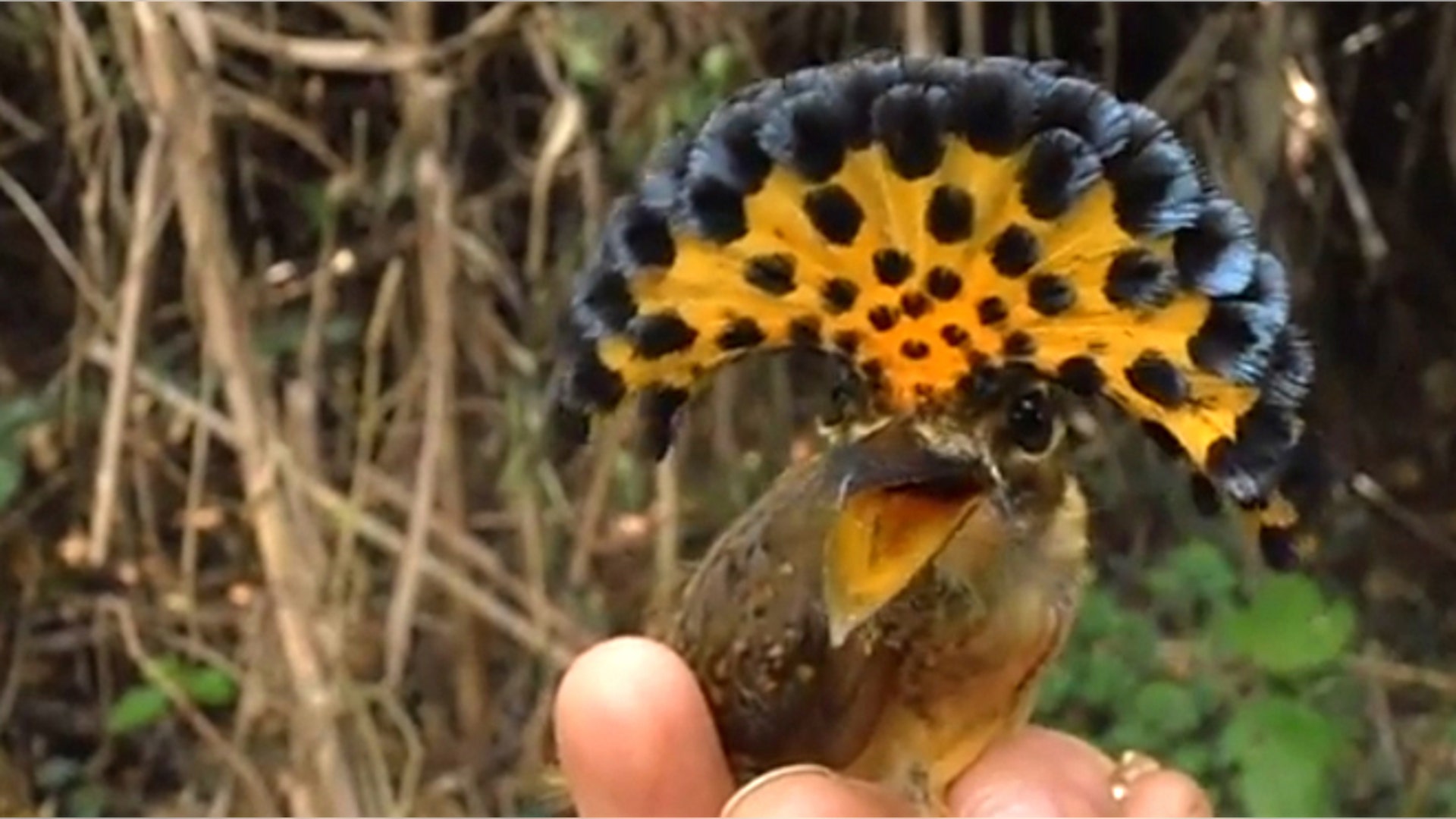 <b>Amazonian Royal Flycatcher</b>