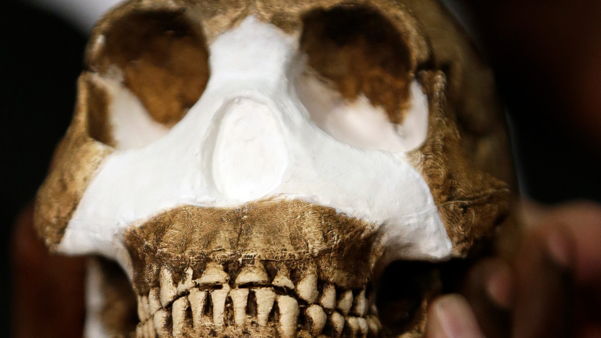 Homo naledi is ready for its closeup