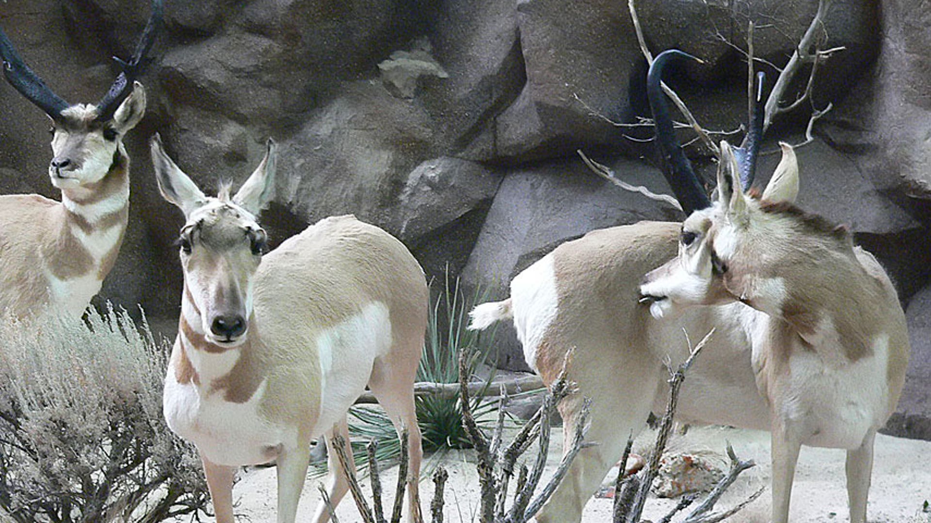 Pronghorn Antelope