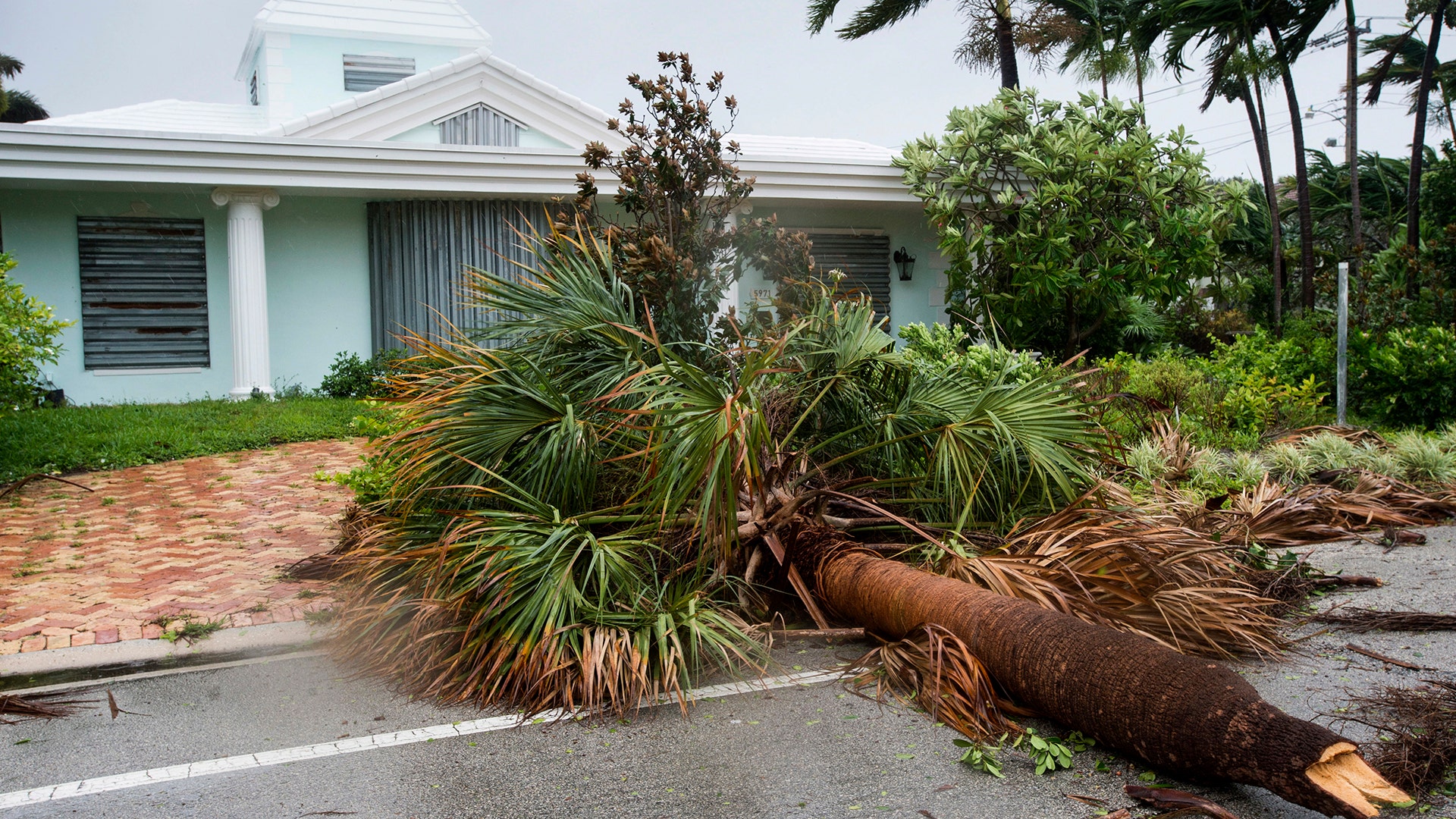 A fallen palm tree is seen in a residential neighborhood  in Fort Lauderdale, Fla., as Hurricane Irma blows in Sunday