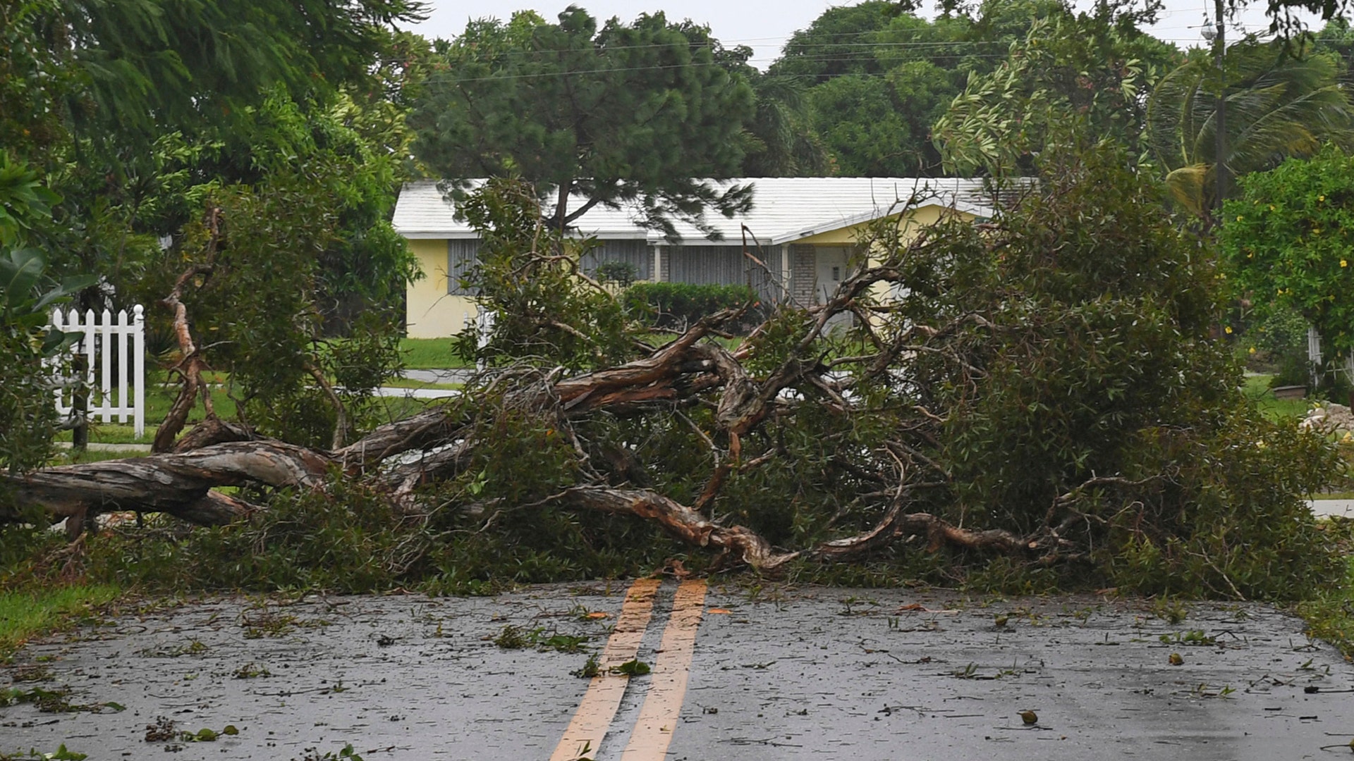 A tree downed by Hurricane Irma blocks the road in Boynton Beach, Fla., Sunday