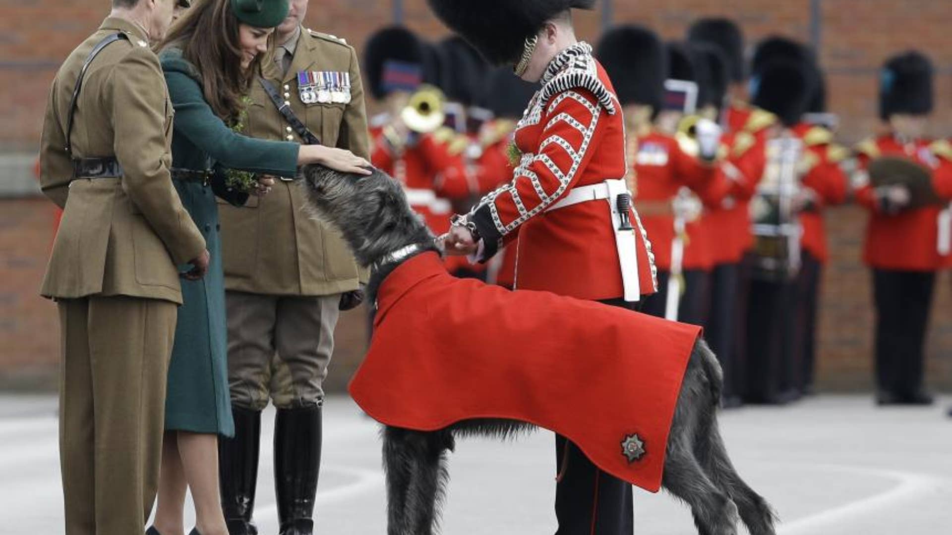 Greeting Irish Wolfhound
