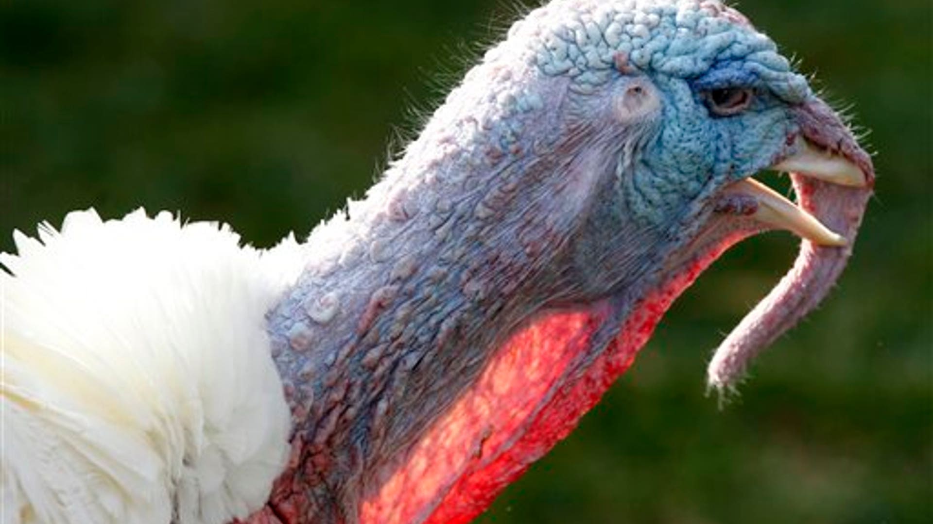 Apple, the National Thanksgiving Turkey