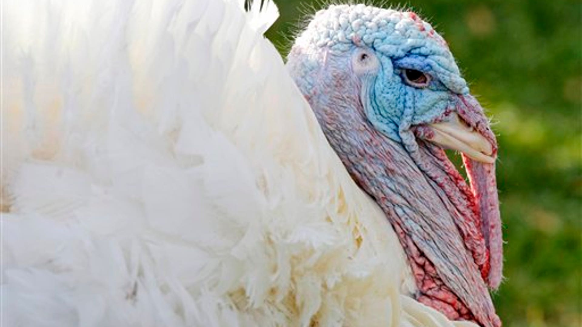 apple the turkey.jpg