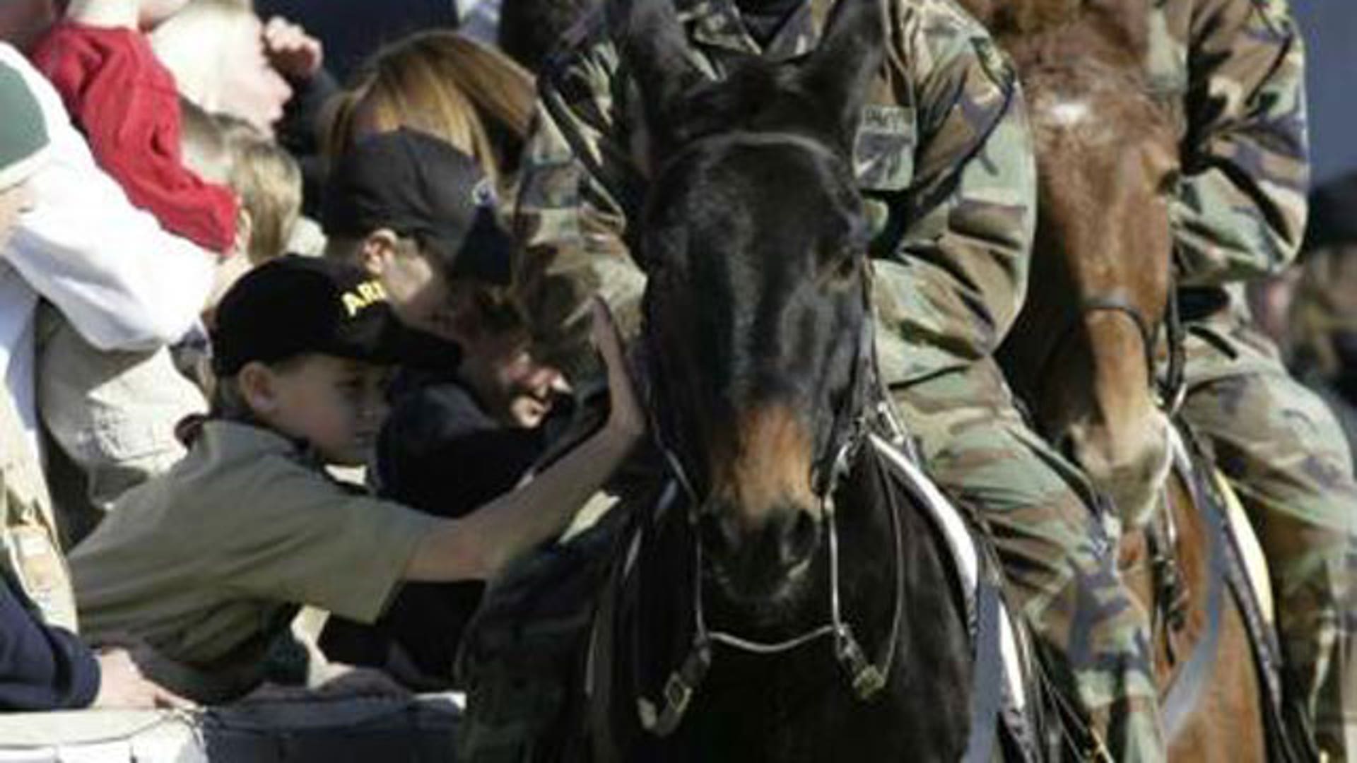 Army's Mule Mascot