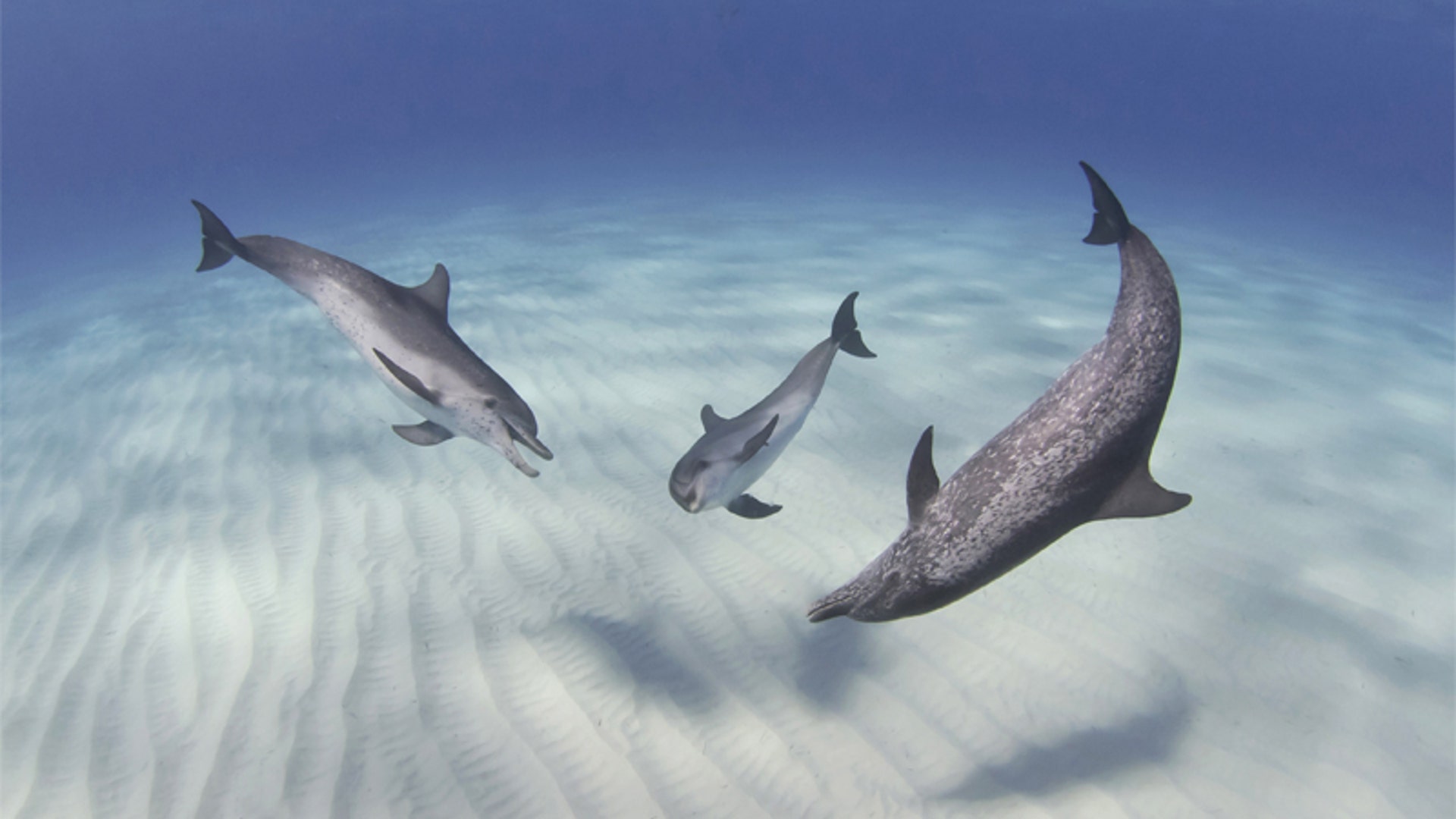 atlantic_spotted_dolphins