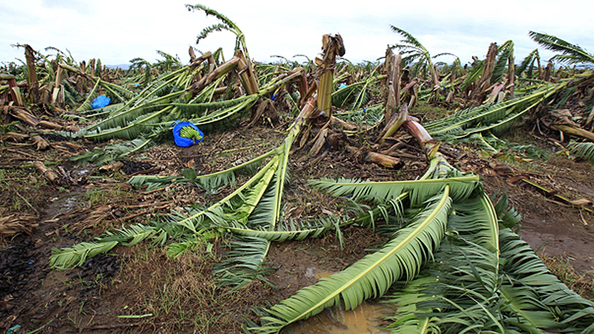 Australia Yasi Banana Field