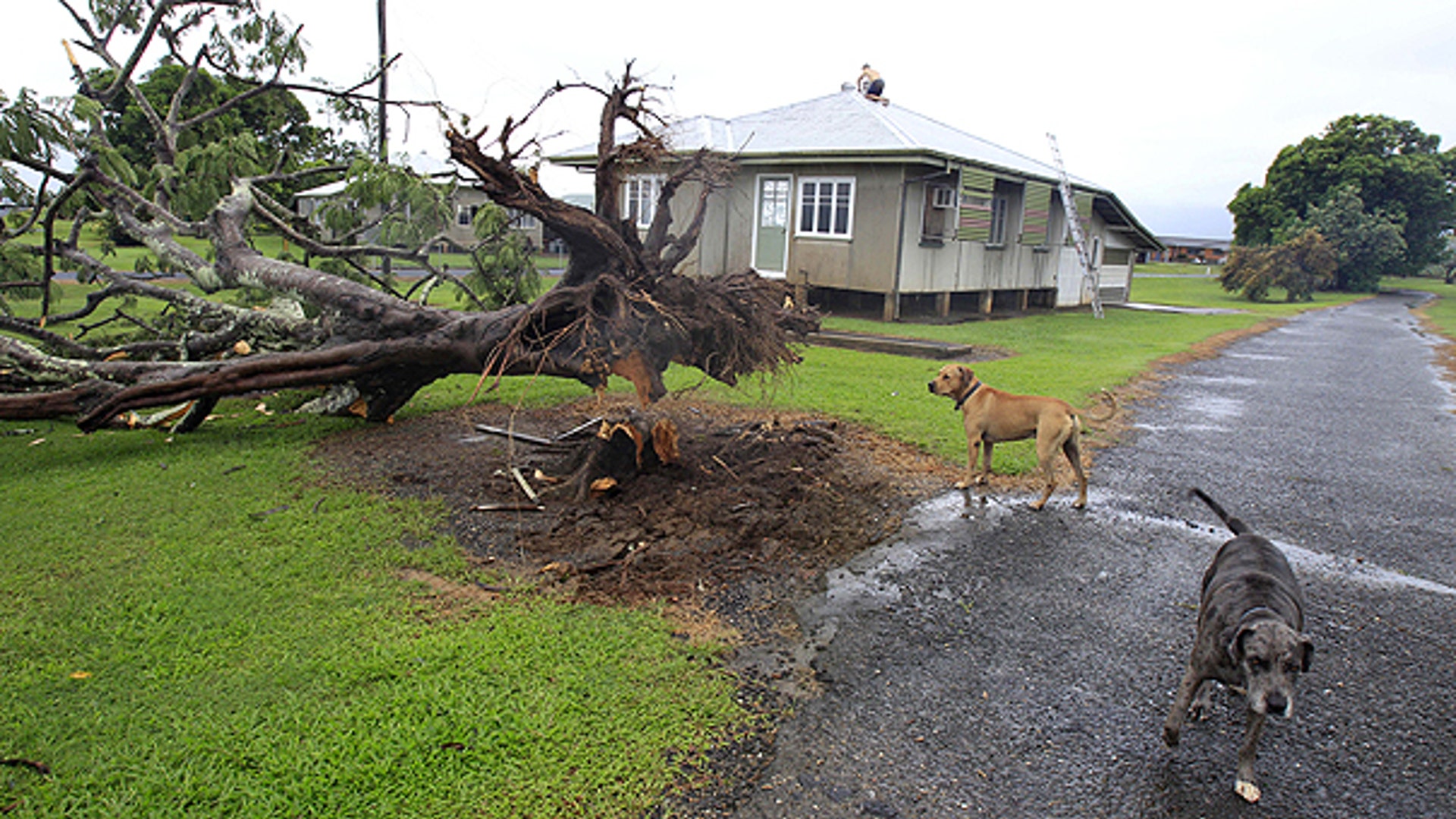 Australia Yasi Tree Damage