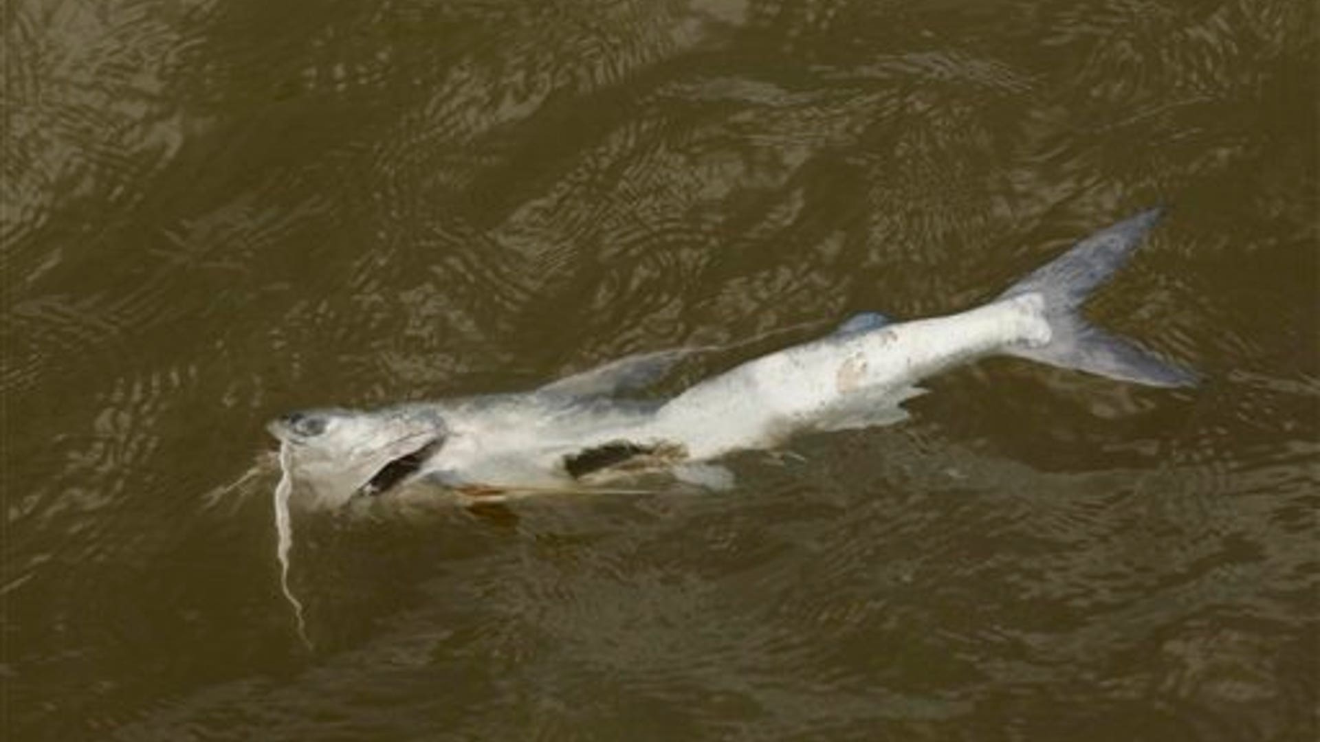 Dead_Catfish