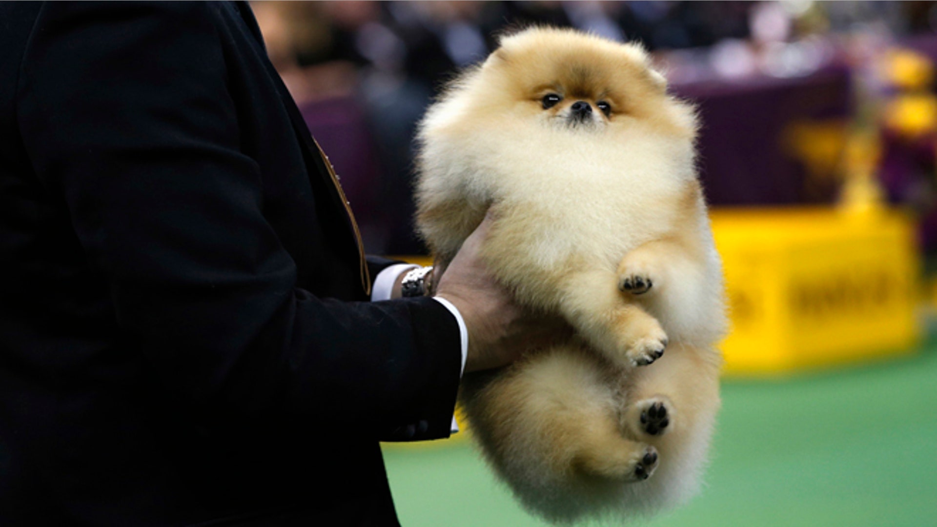 Westminster_Reuters_660