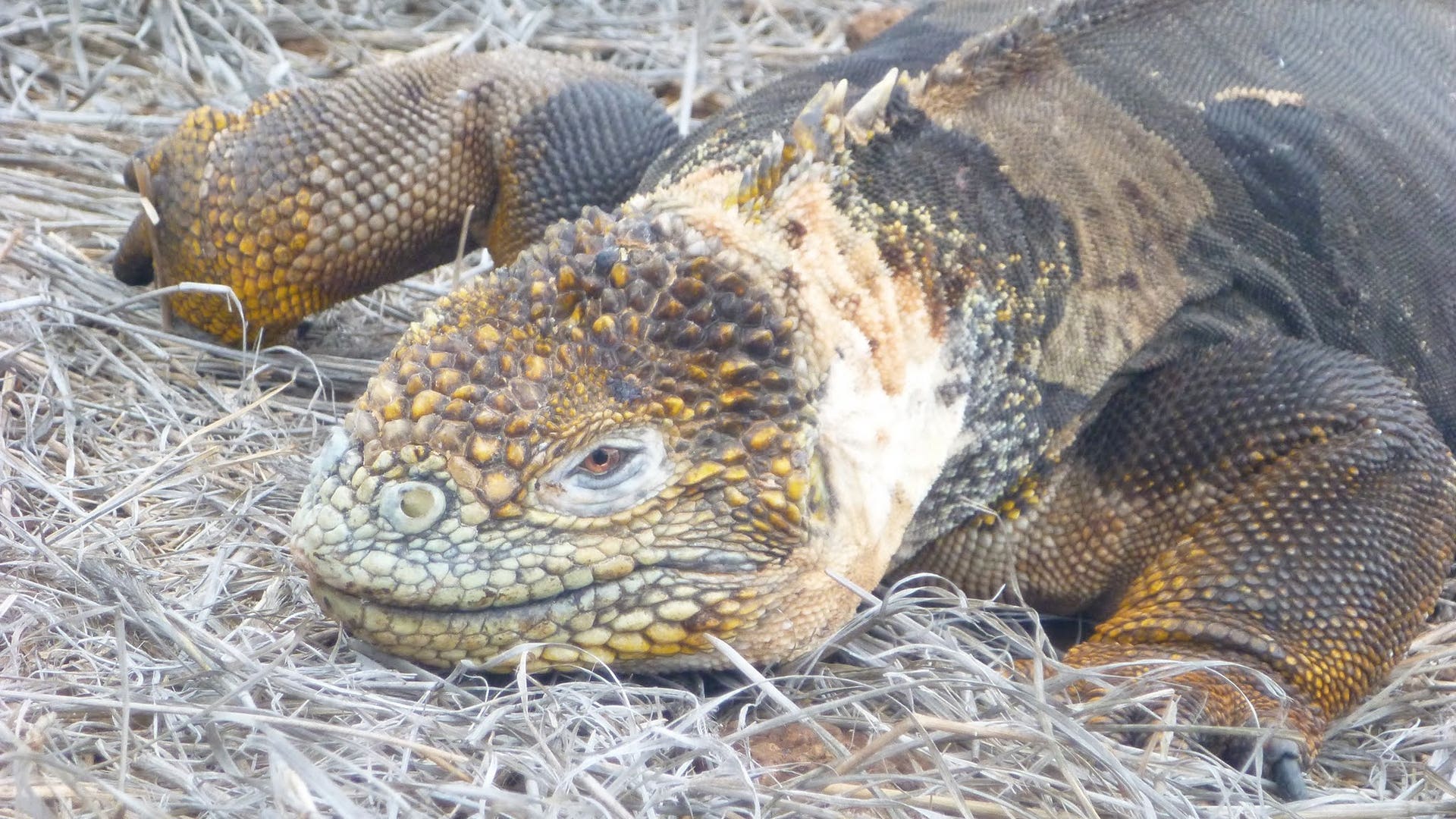 Land_Iguana_on_North_Seymour_Island
