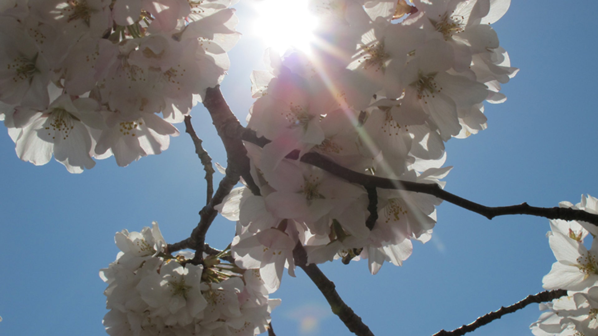 Cherry_Blossom_037