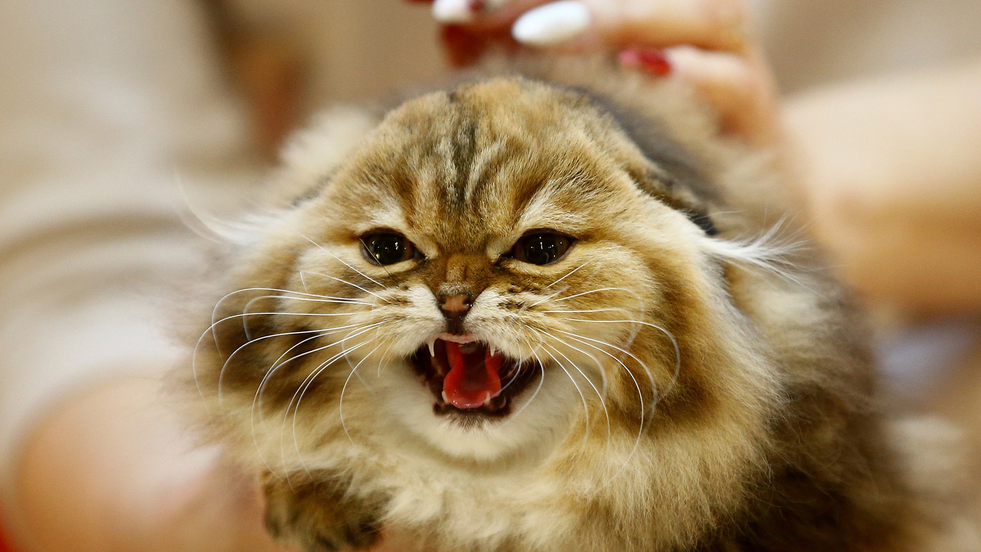 An expert holds a cat during the 