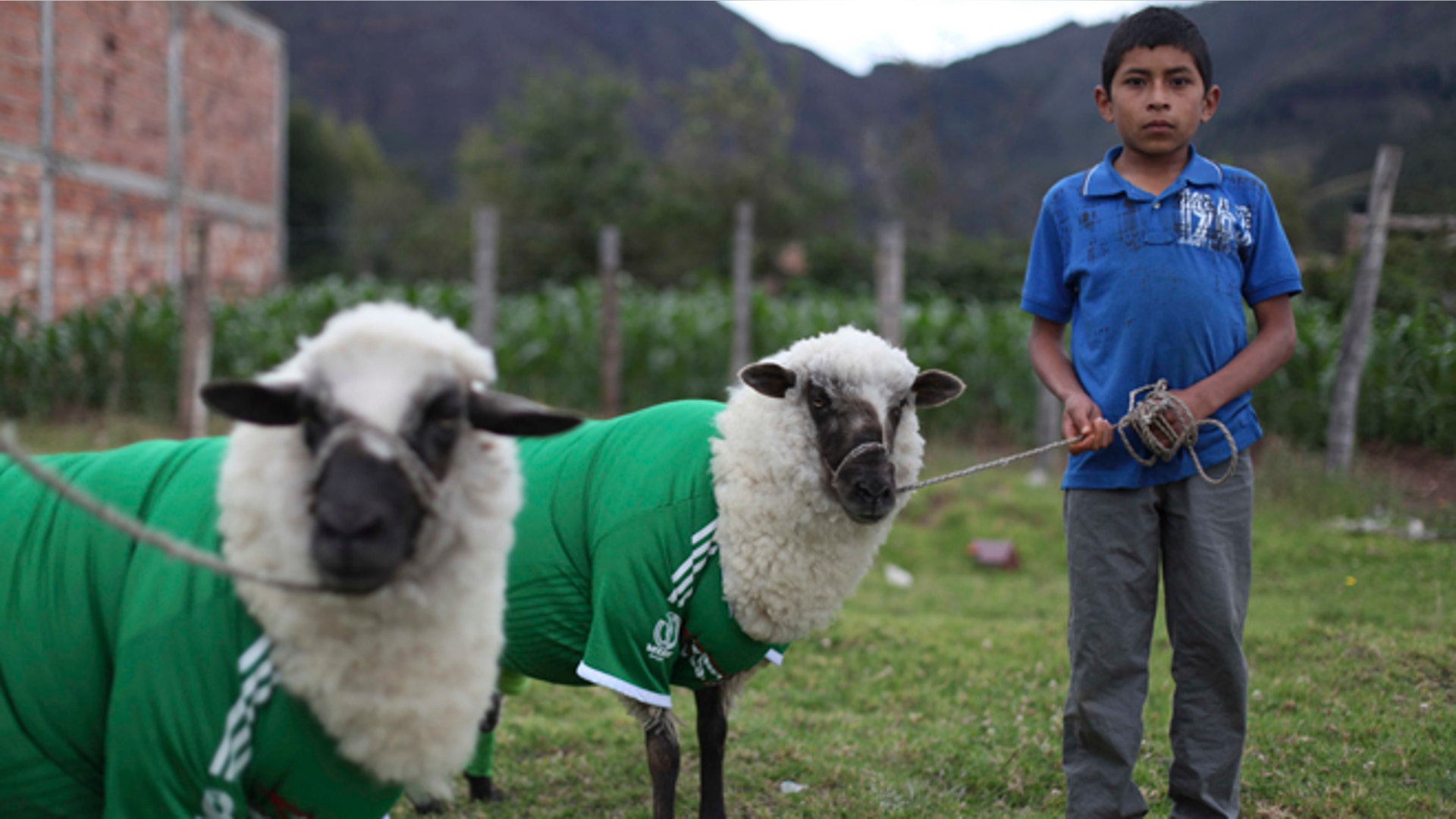 Colombia_Soccer_Sheep__3_