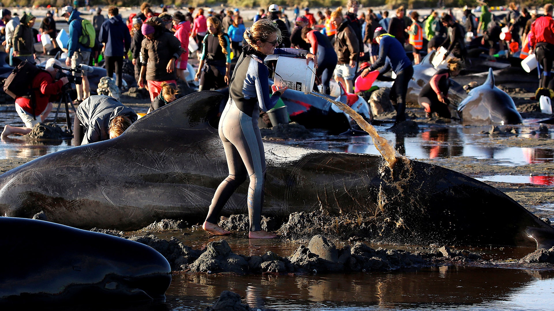 Volunteers attend to some of the hundreds of stranded pilot whales still alive in New Zealand.