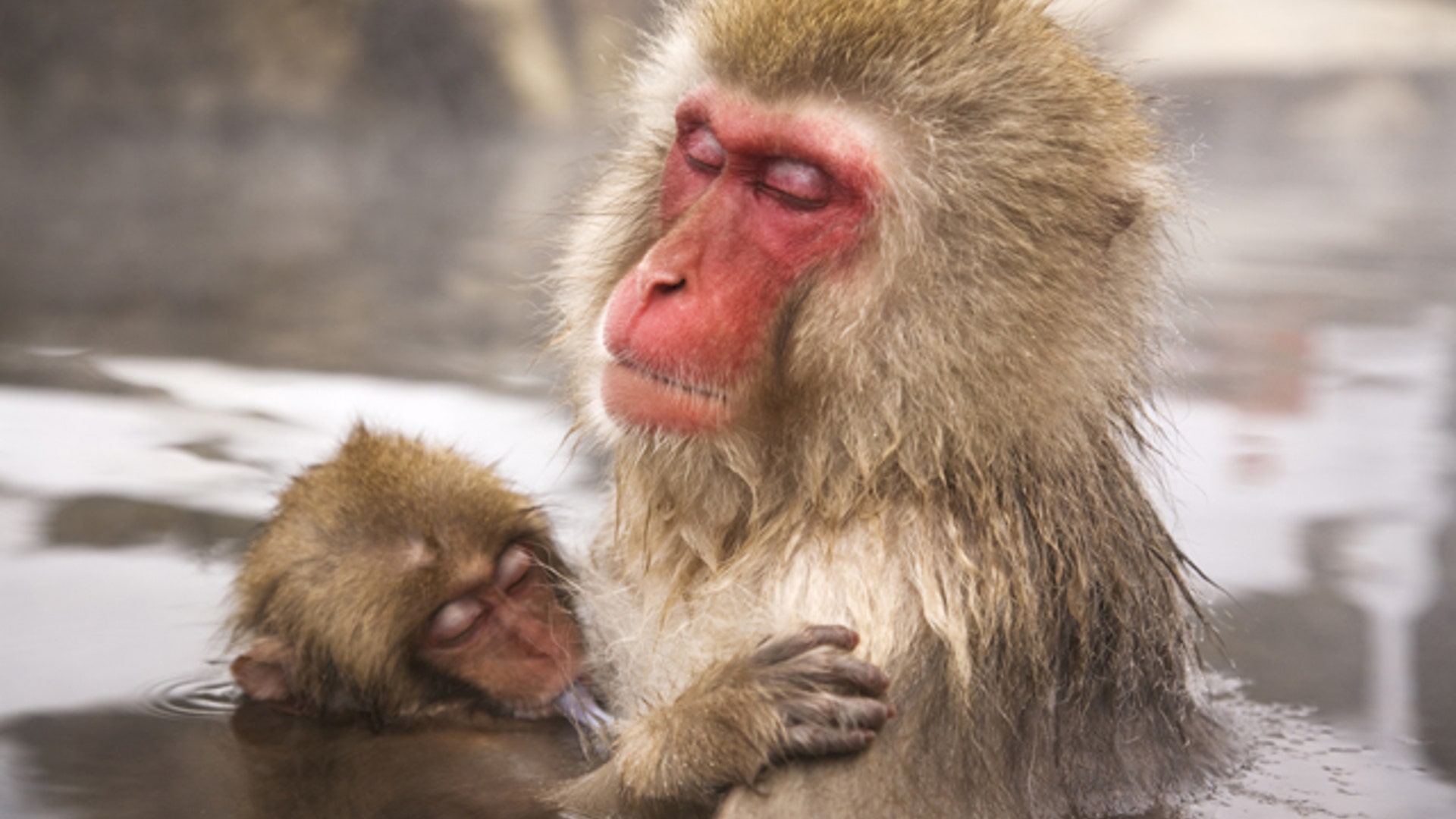Japanese Macaque
