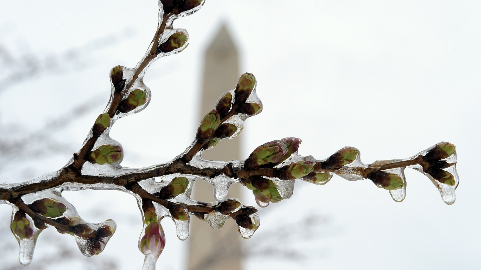 Washington's famed cherry blossoms are covered in ice during a late winter storm.