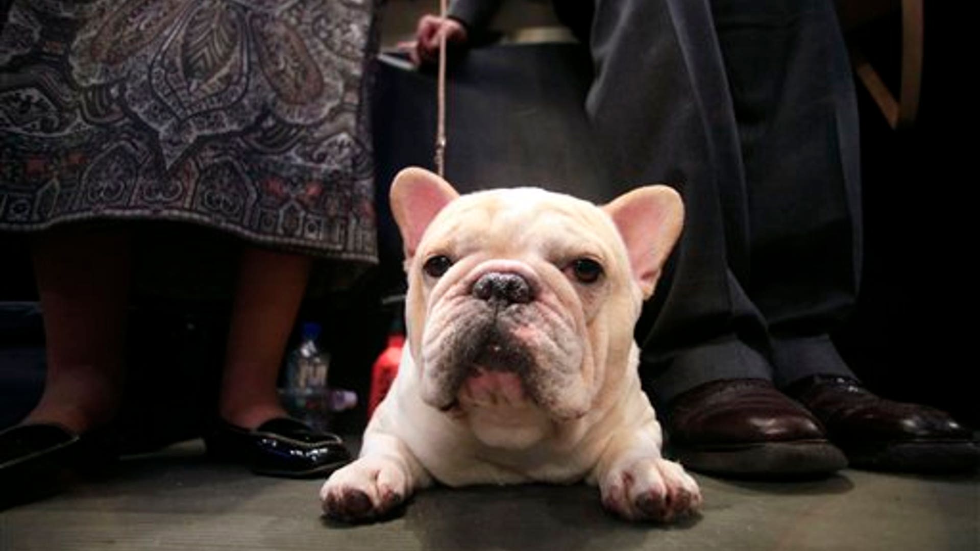 Tate__a_French_Bulldog