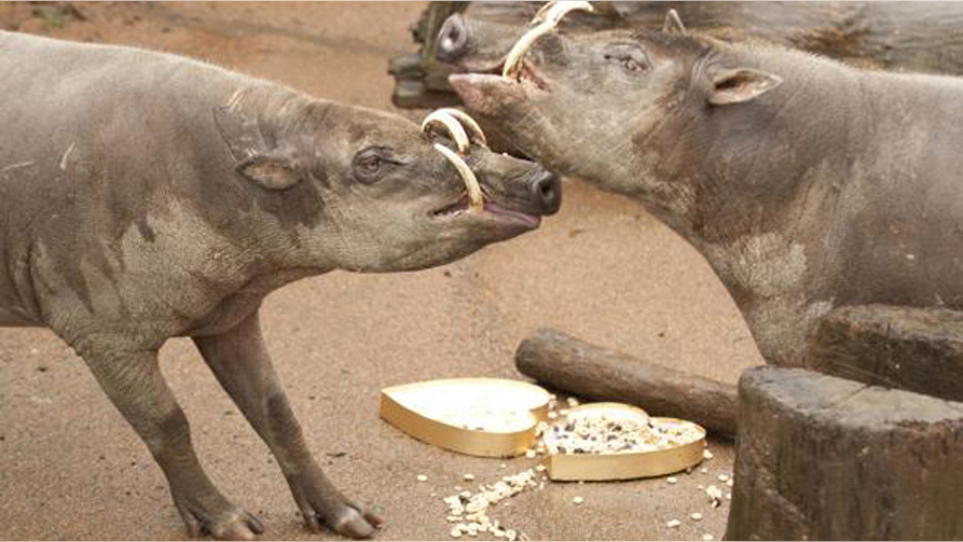 <b>Babirusa</b>
