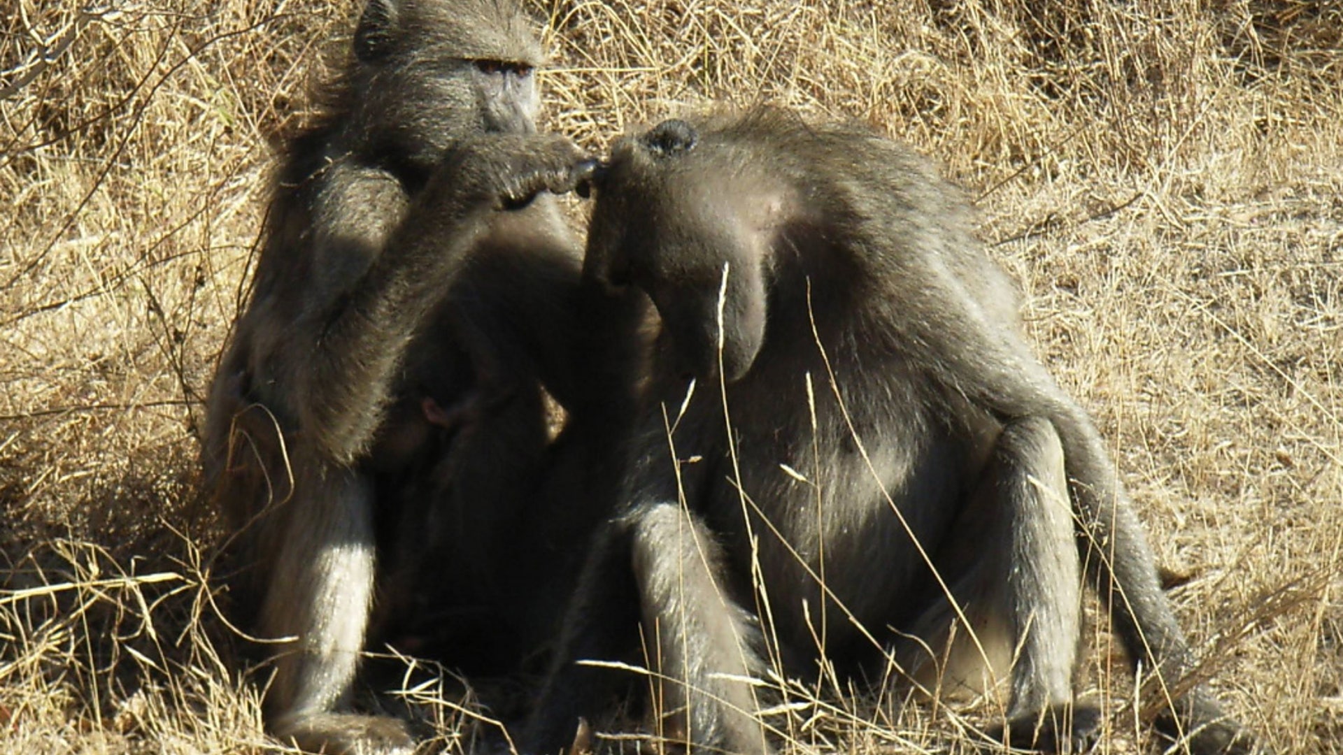 Baboon 1