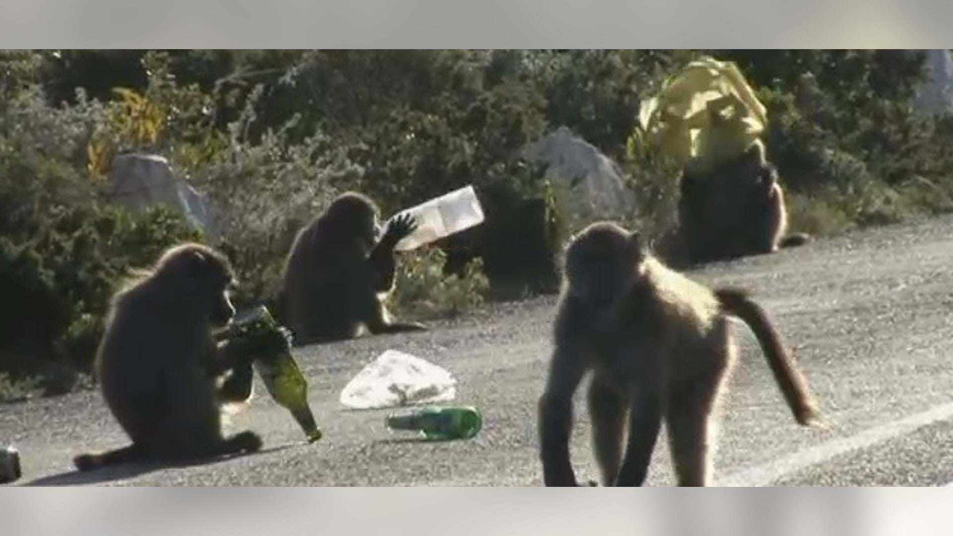 Baboon 2