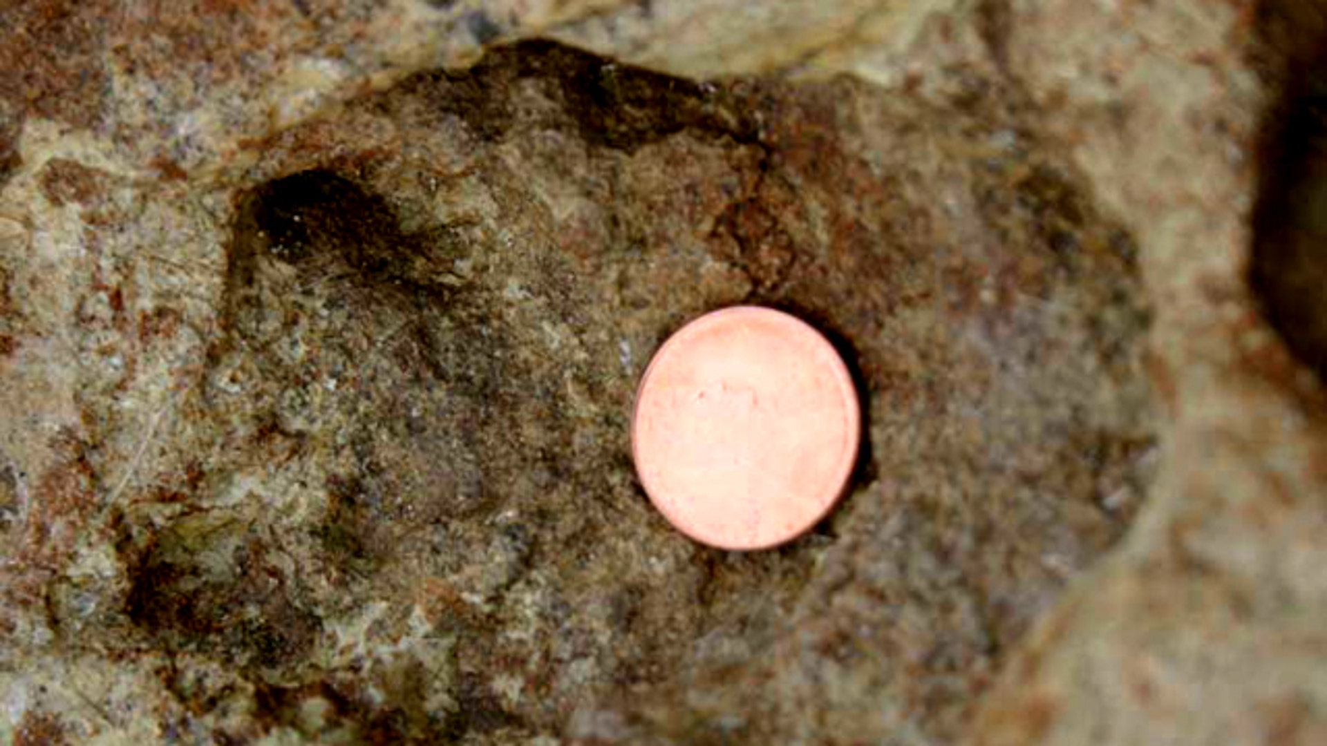 Steps of a Baby Sauropod