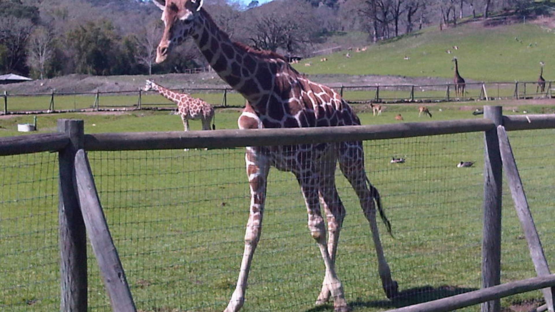 4…Where the wild things are.