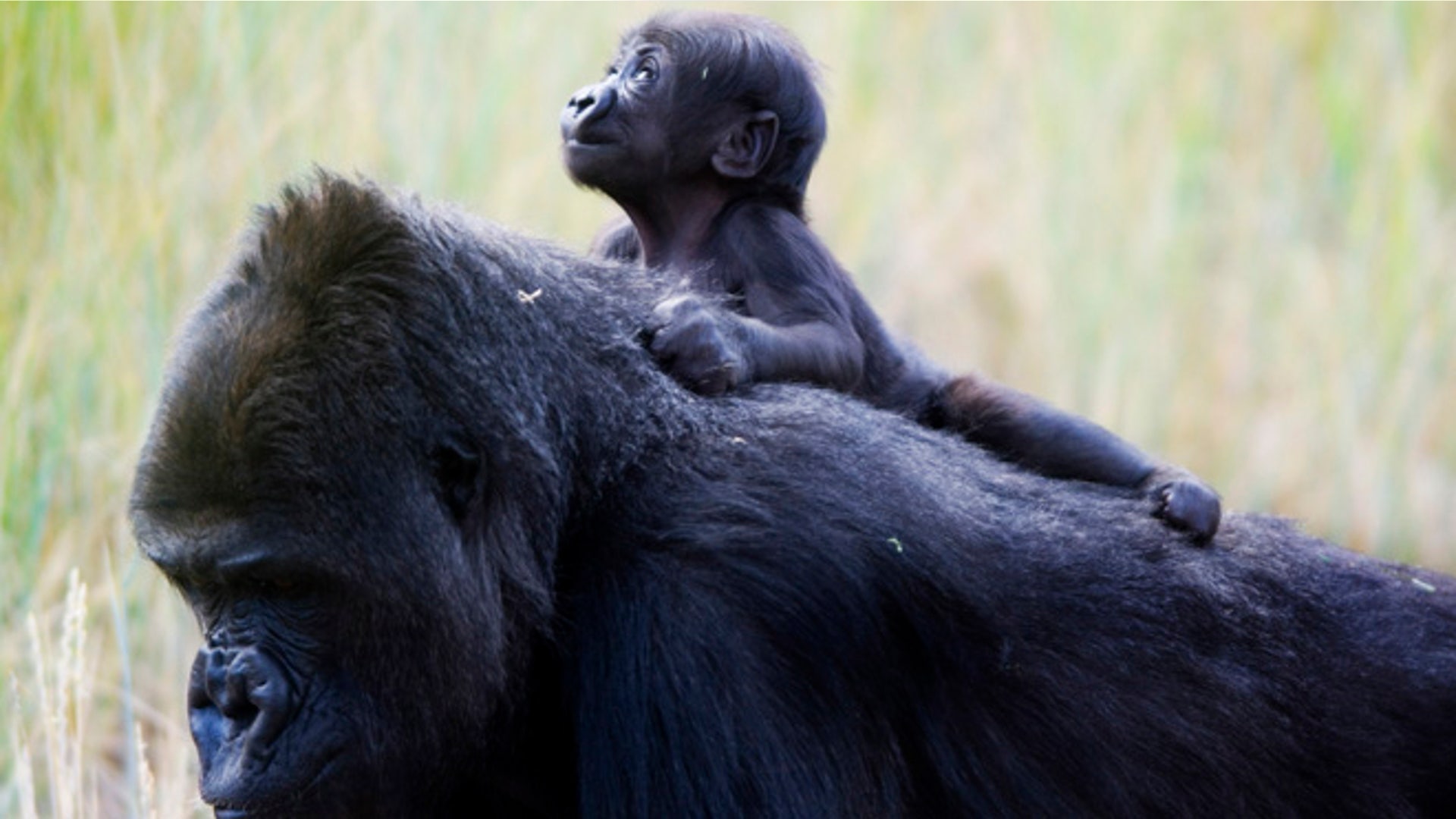 babyanimals_BabyGorilla