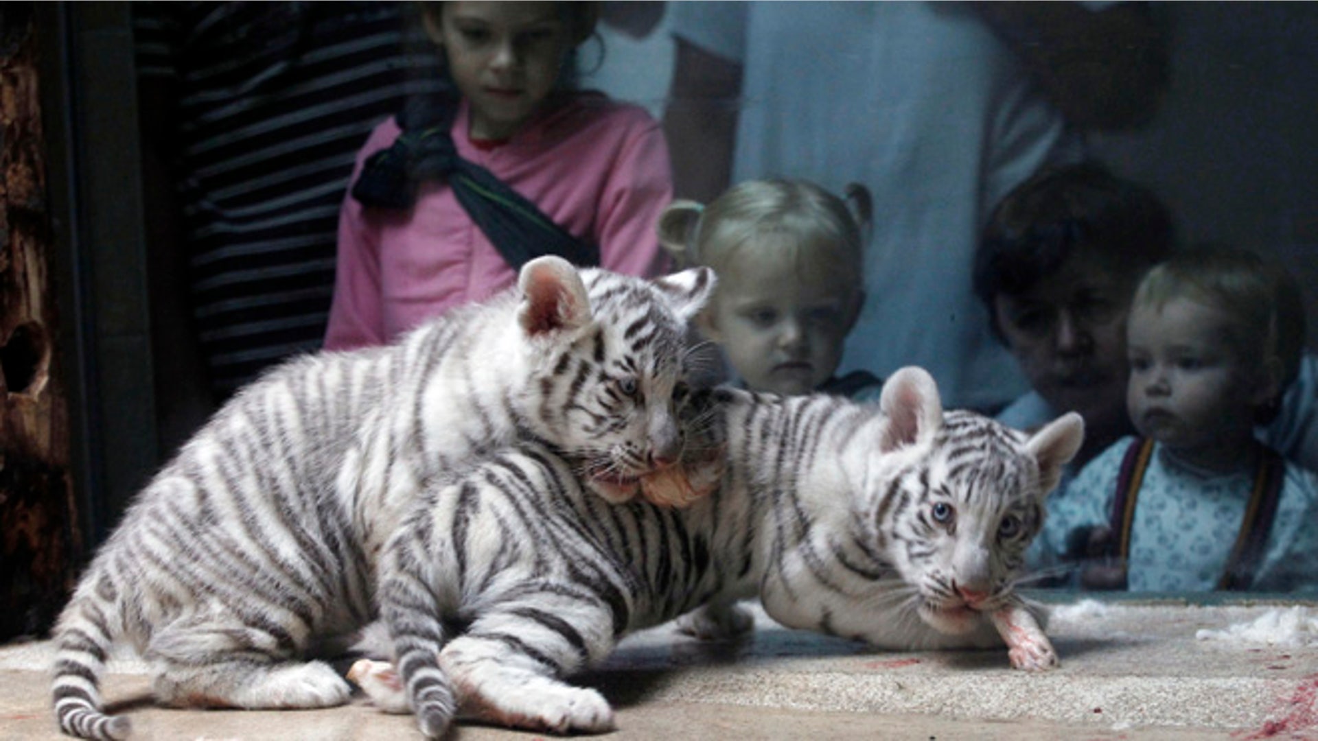 babyanimals_CzechRepublic